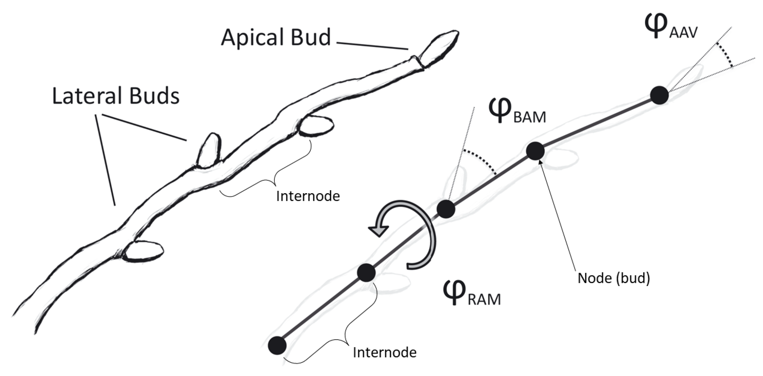 Agronomy 13 00218 g005 Agronomy 13 00218 g005