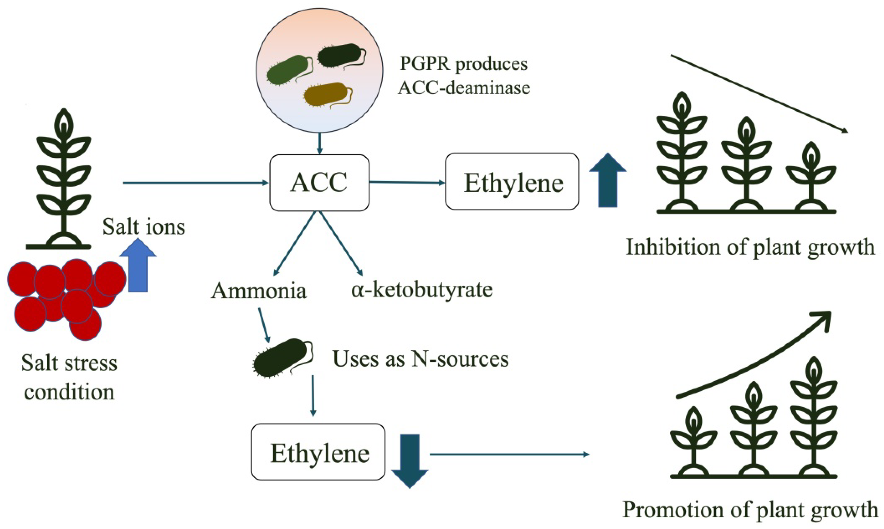 Agronomy 13 00220 g004