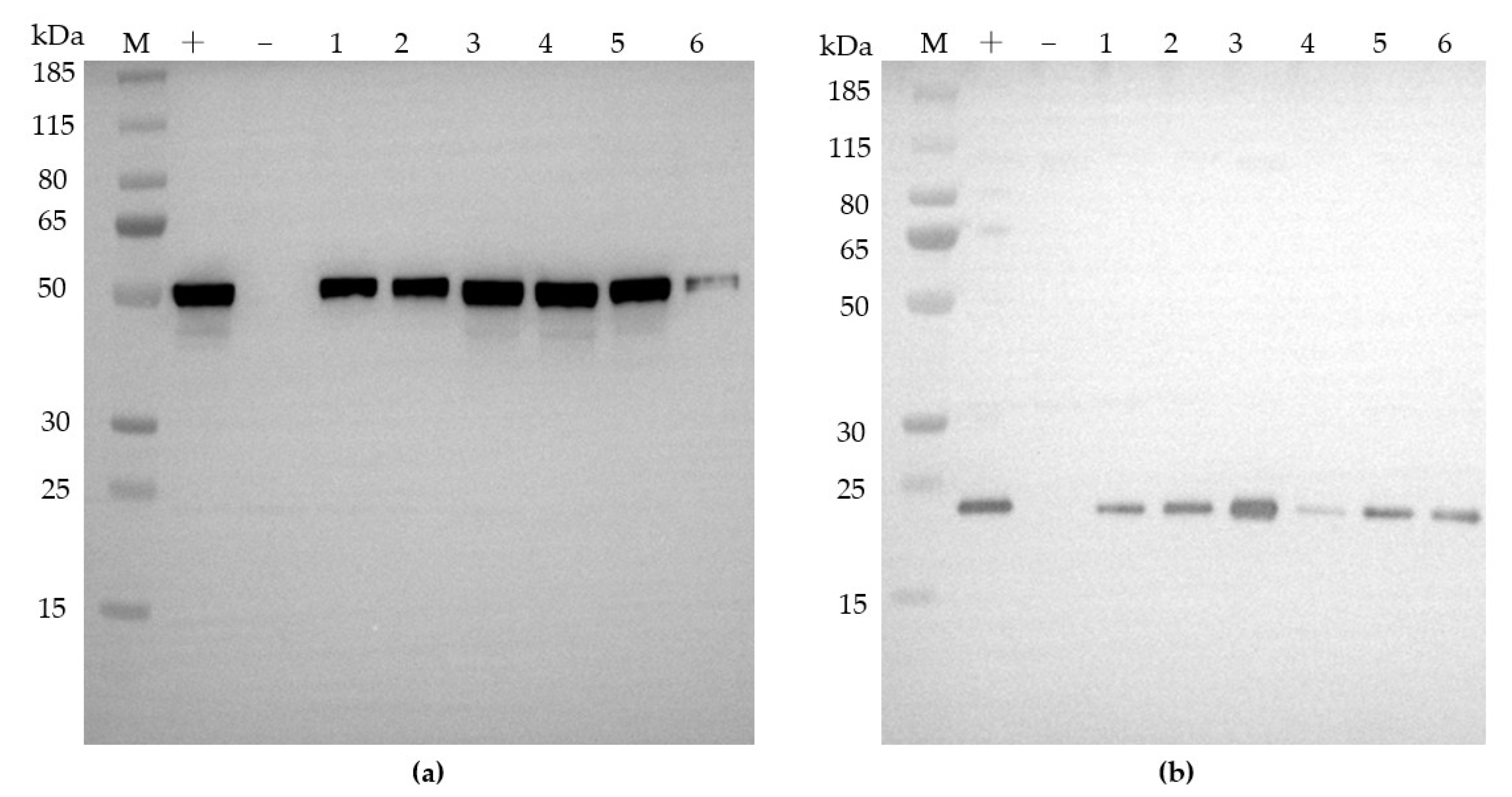 Agronomy 13 00226 g005