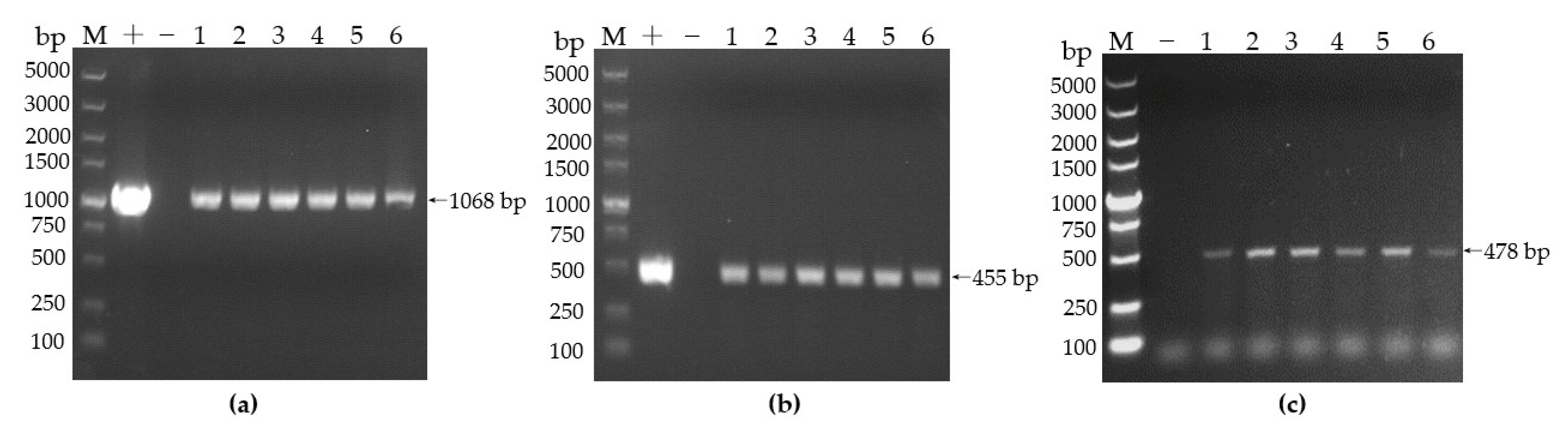 Agronomy 13 00226 g006a