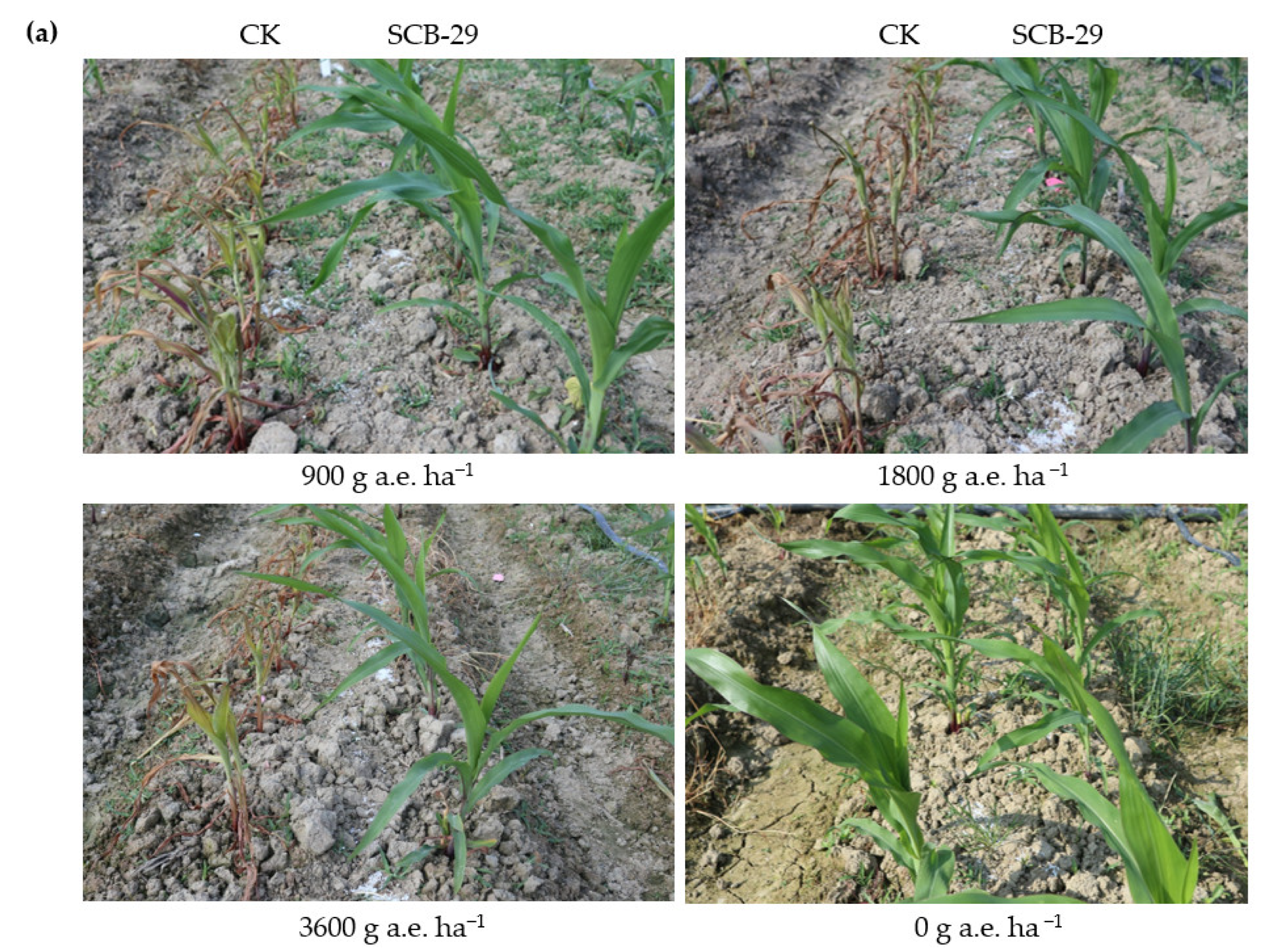 Agronomy 13 00226 g007a