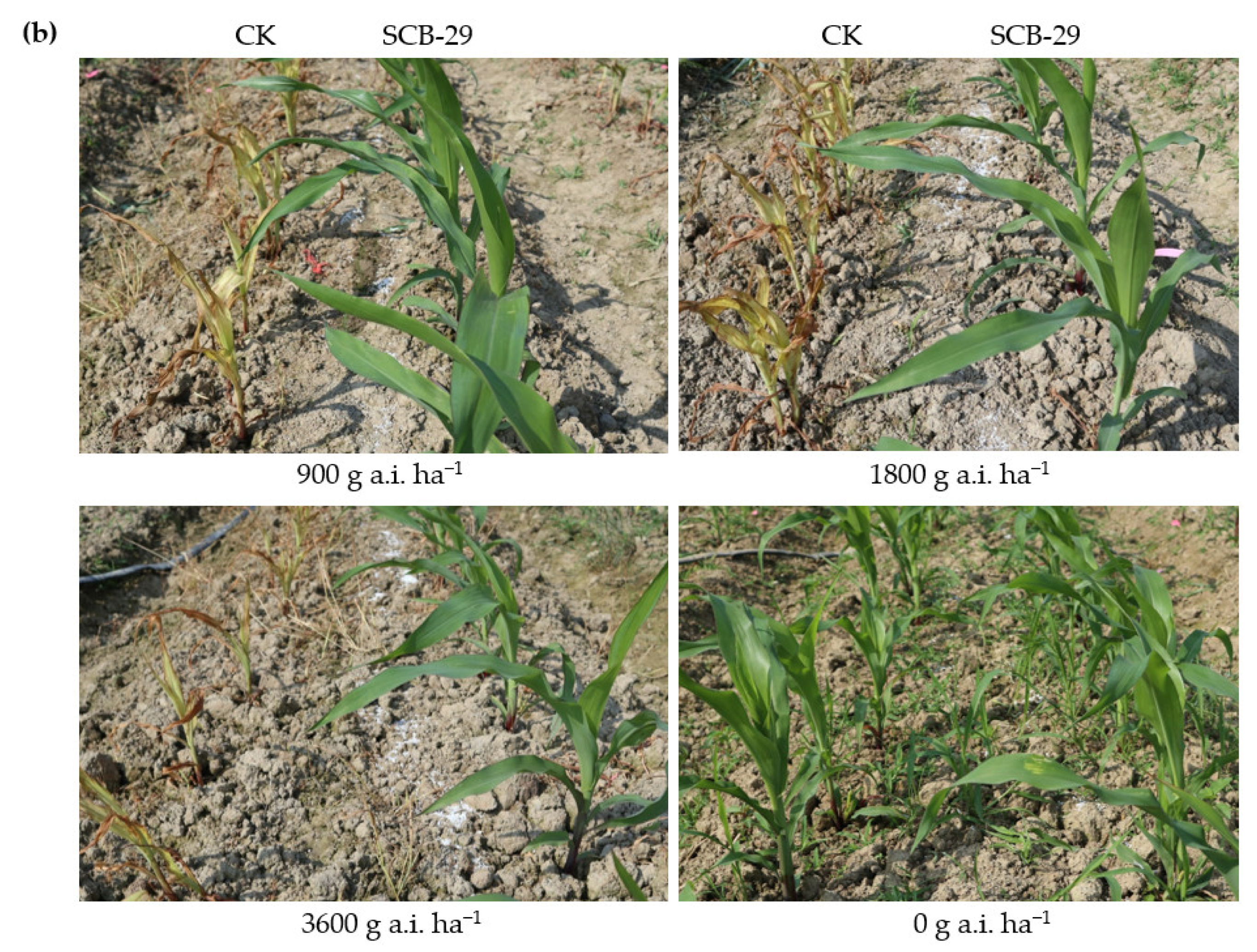 Agronomy 13 00226 g007b