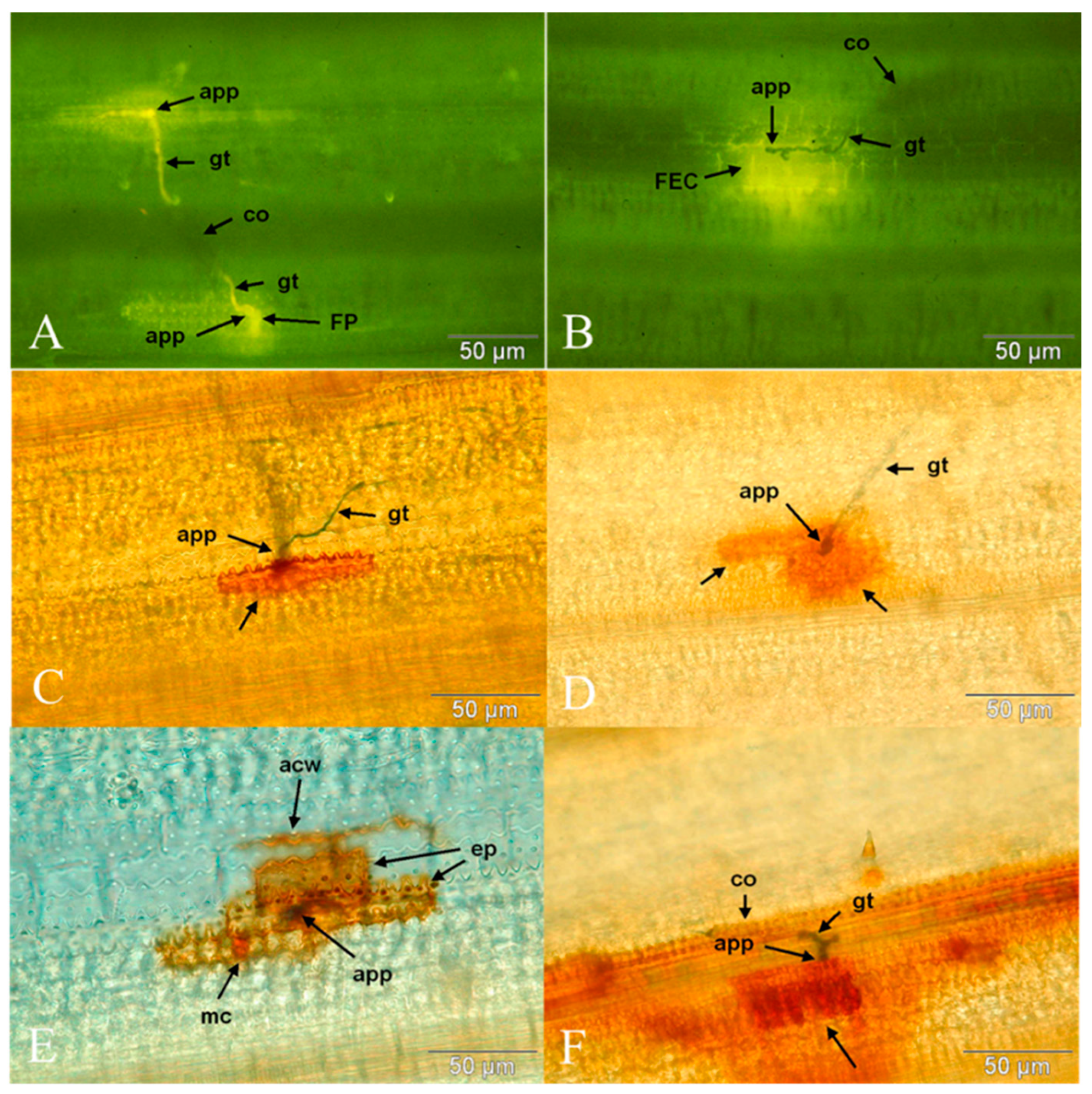 Agronomy 13 00231 g001 Agronomy 13 00231 g001