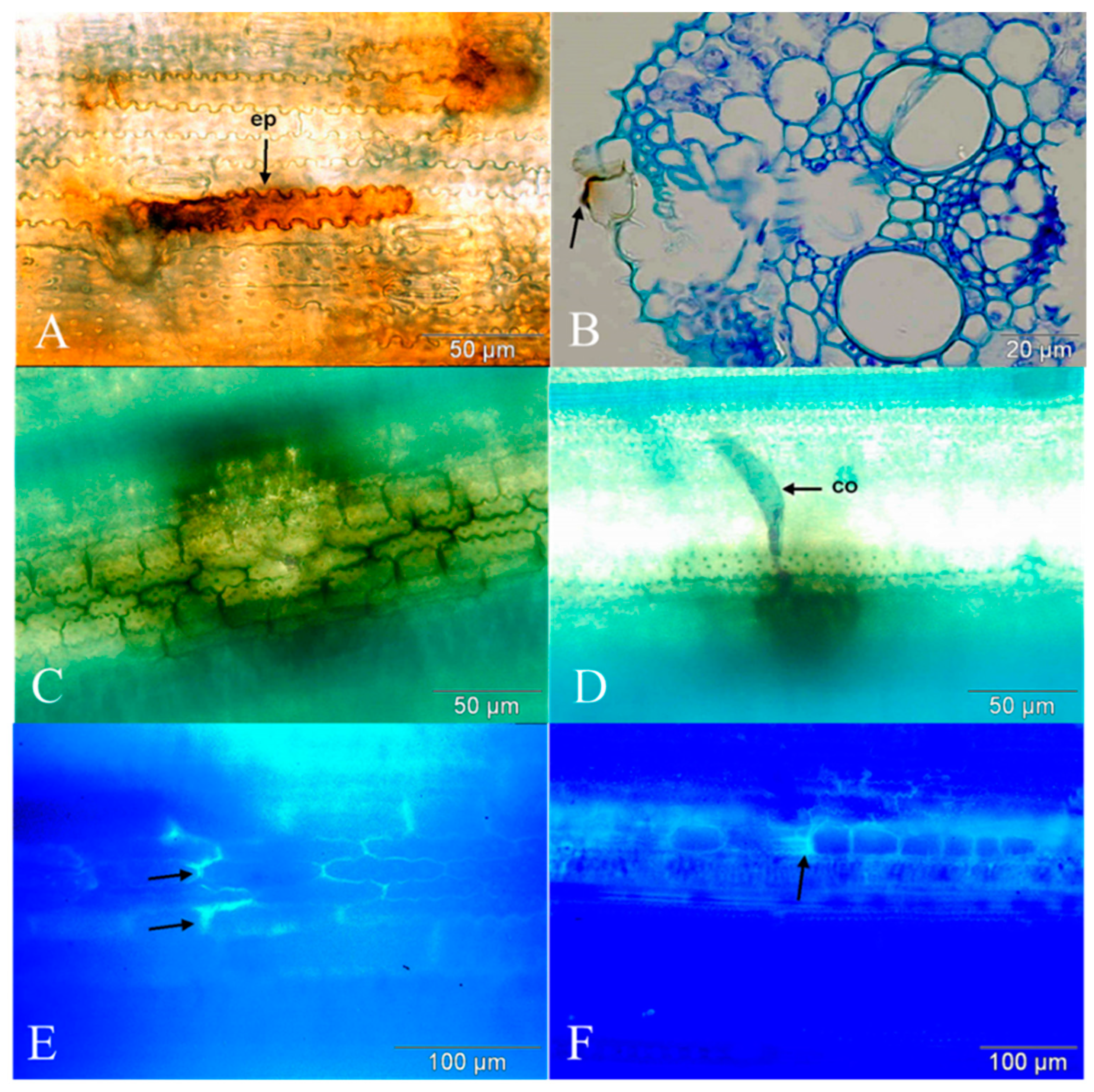 Agronomy 13 00231 g003 Agronomy 13 00231 g003