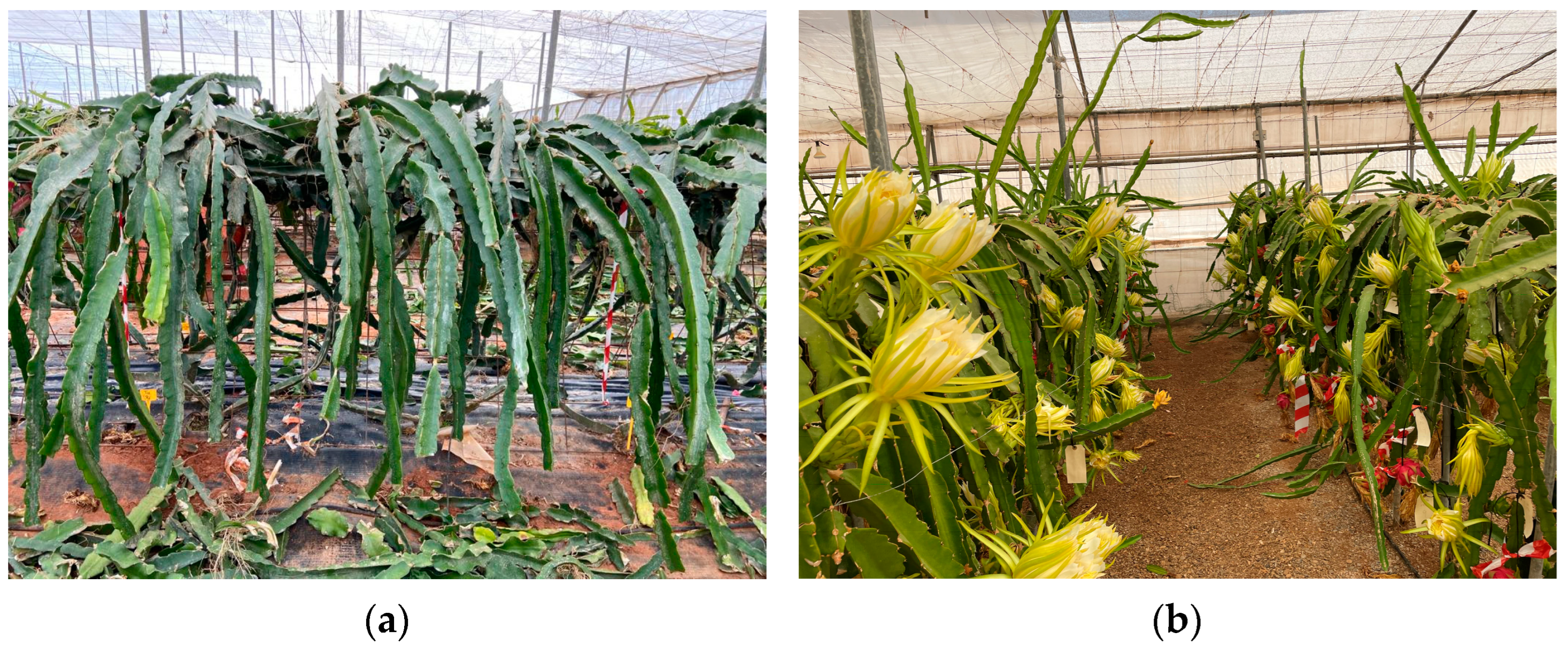 Agronomy 13 00238 g001 Agronomy 13 00238 g001