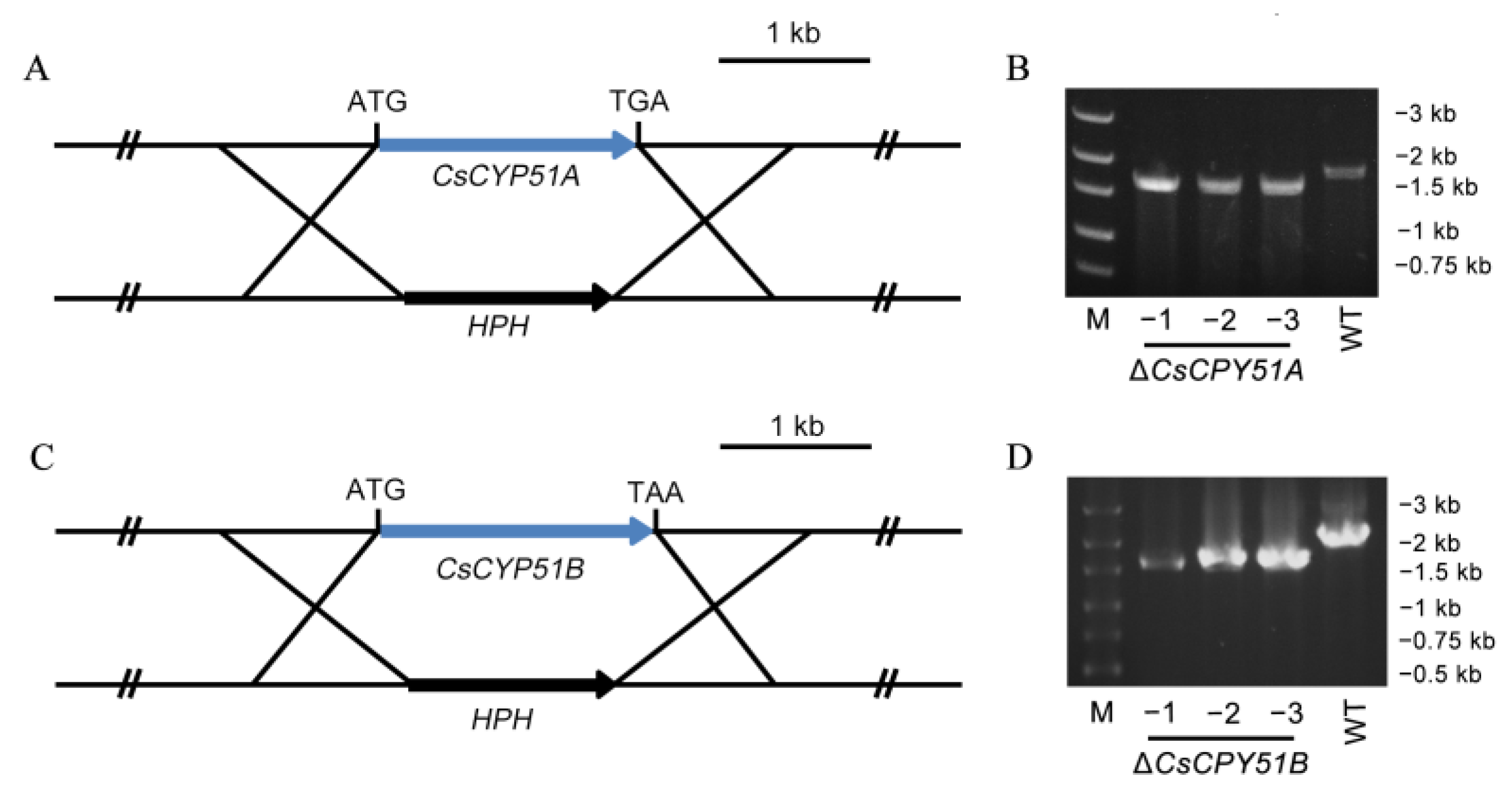 Agronomy 13 00239 g003