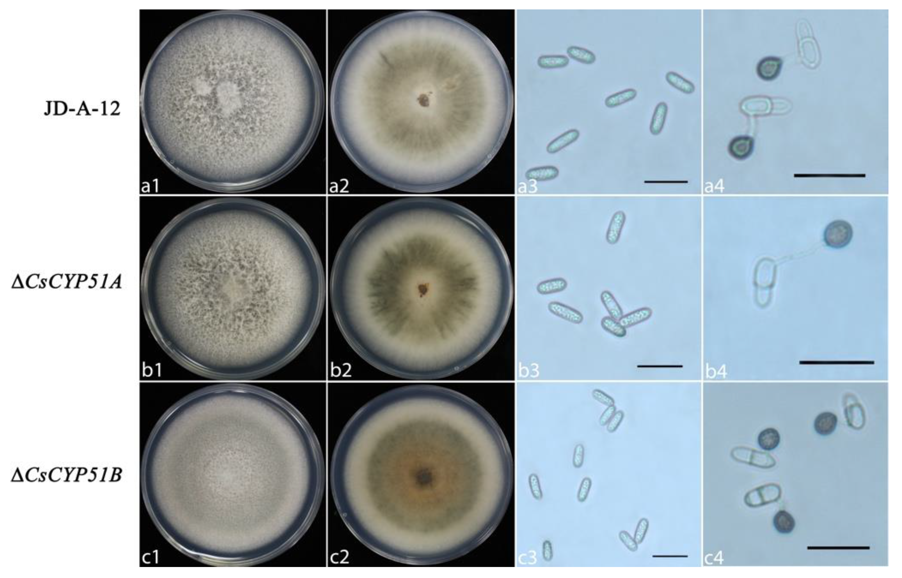 Agronomy 13 00239 g004