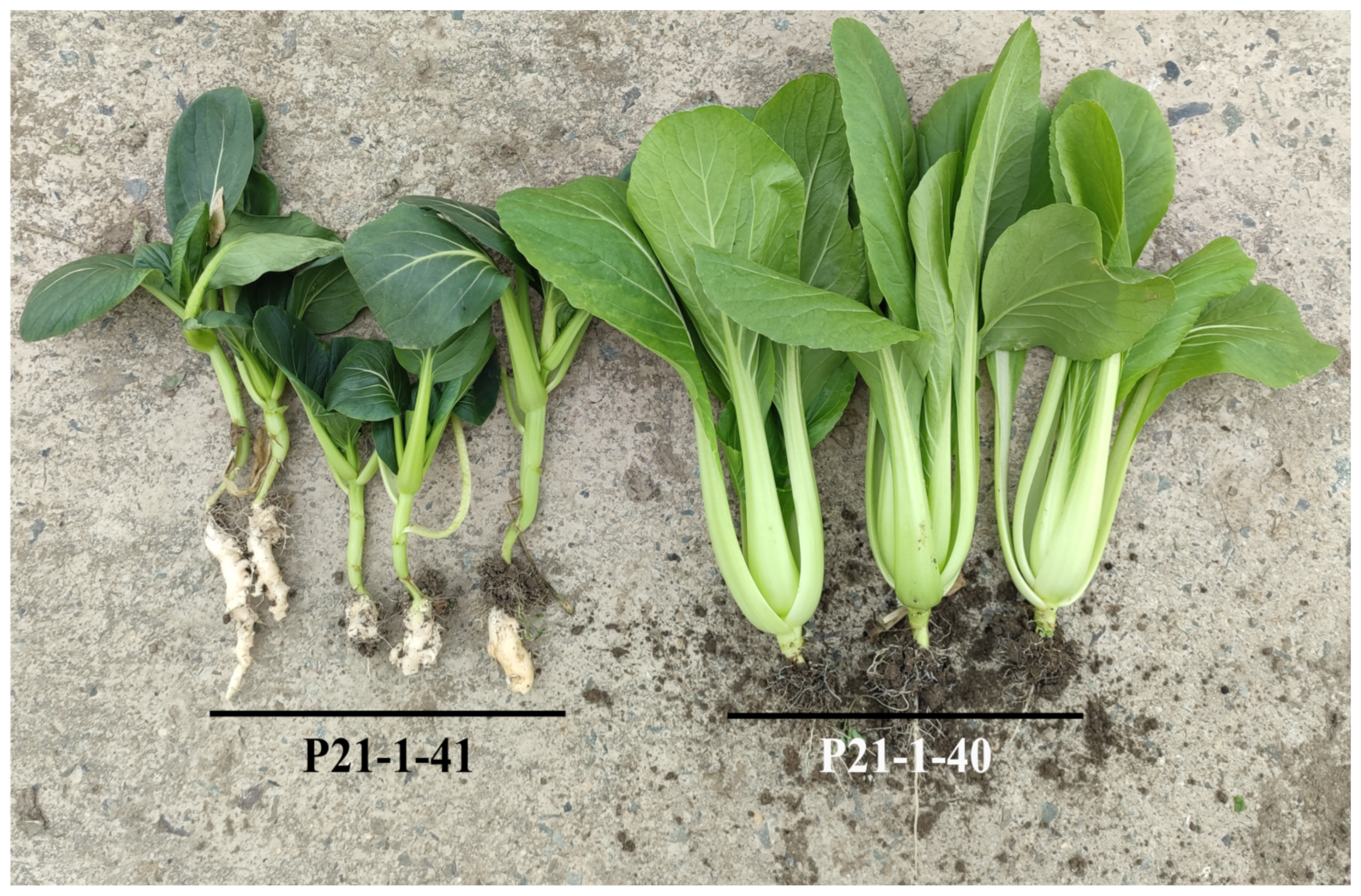 Agronomy 13 00245 g004 Agronomy 13 00245 g004
