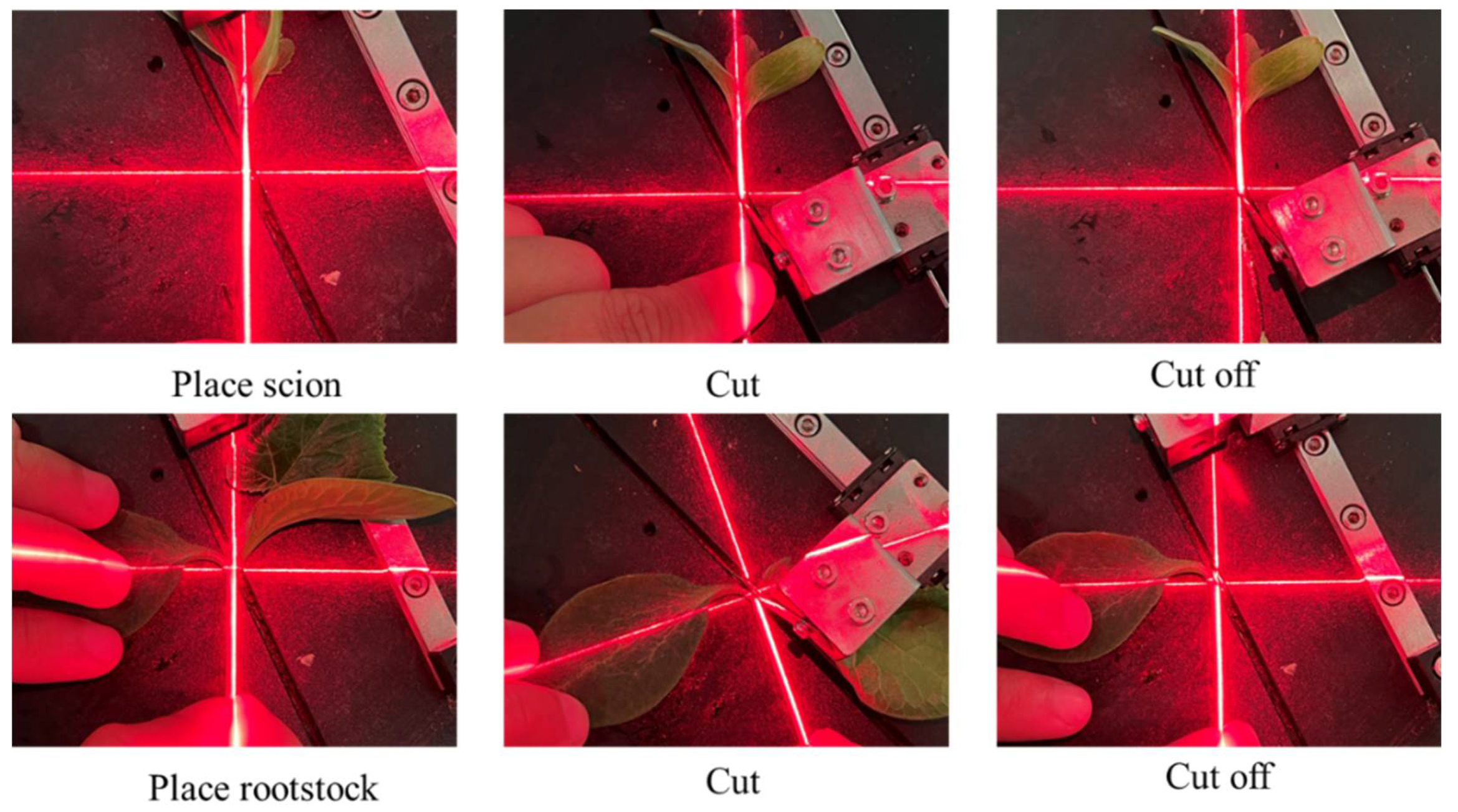 Agronomy 13 00250 g002 Agronomy 13 00250 g002