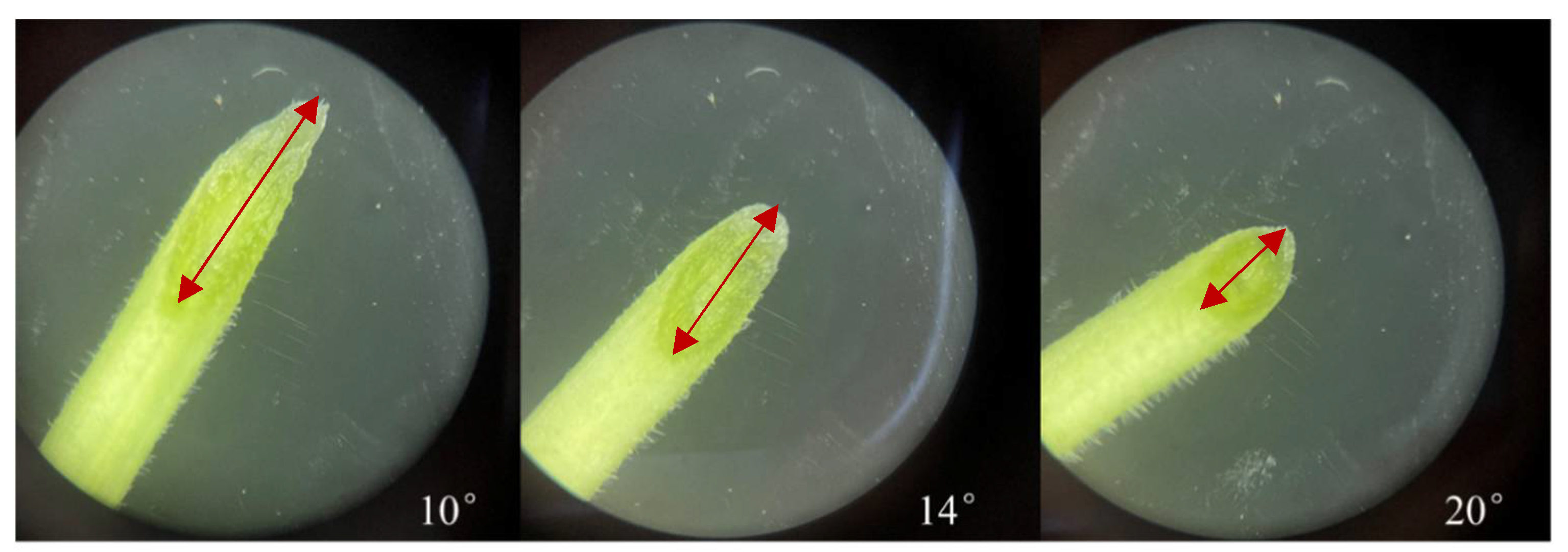 Agronomy 13 00250 g004 Agronomy 13 00250 g004