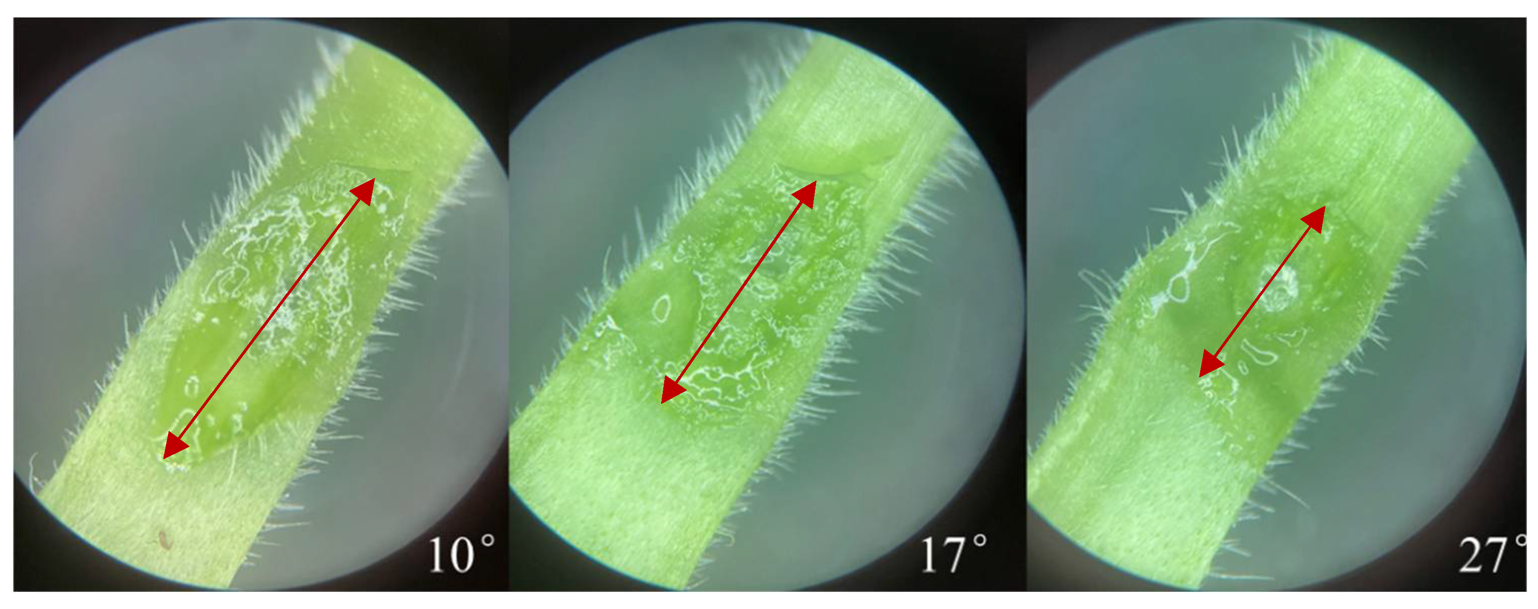 Agronomy 13 00250 g005 Agronomy 13 00250 g005