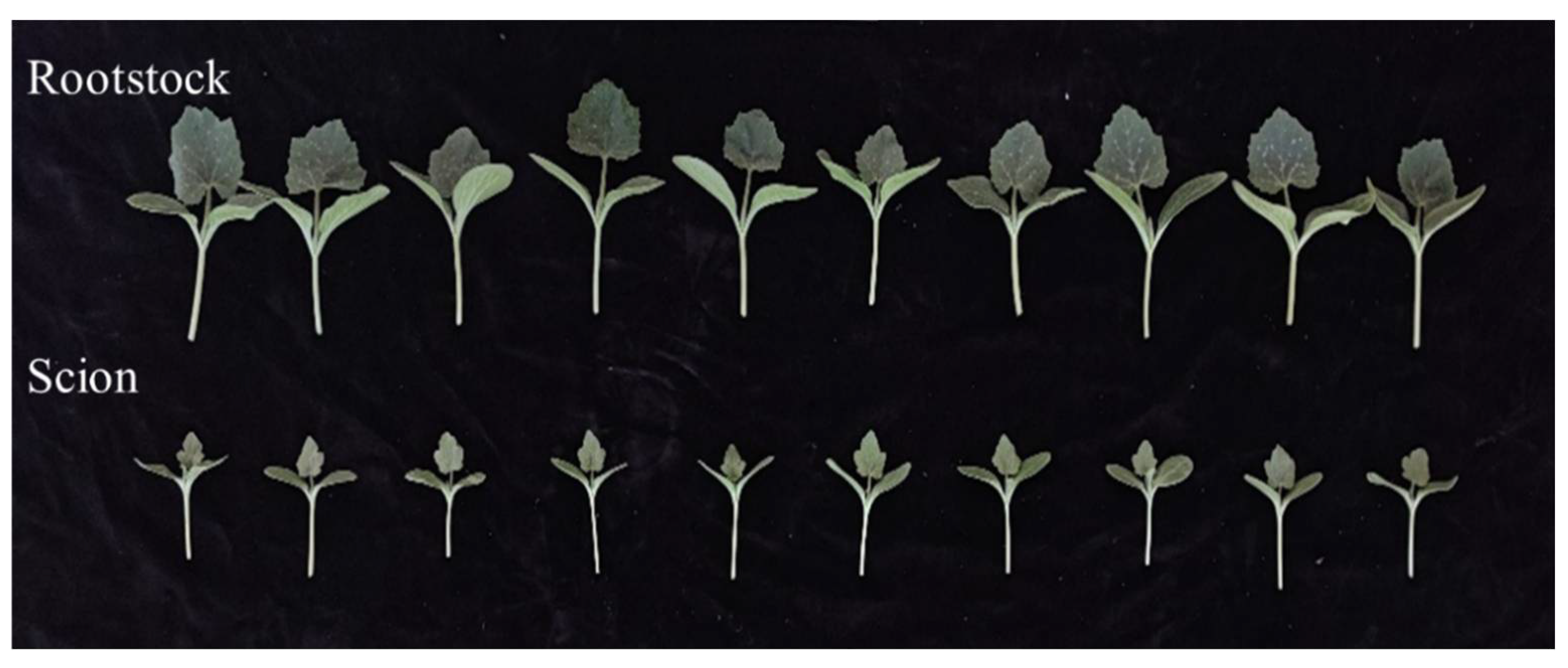 Agronomy 13 00250 g006 Agronomy 13 00250 g006