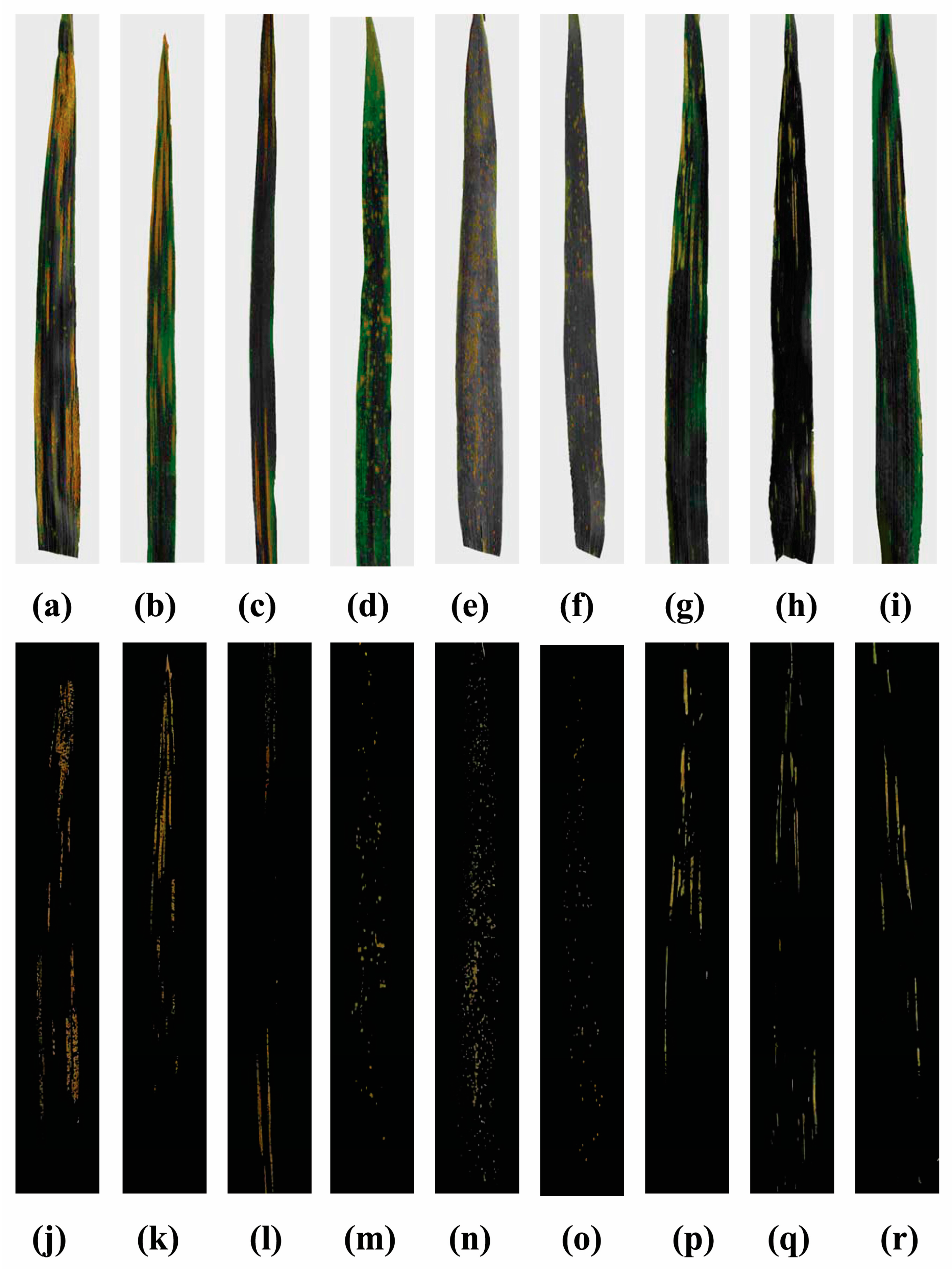 Agronomy 13 00260 g002