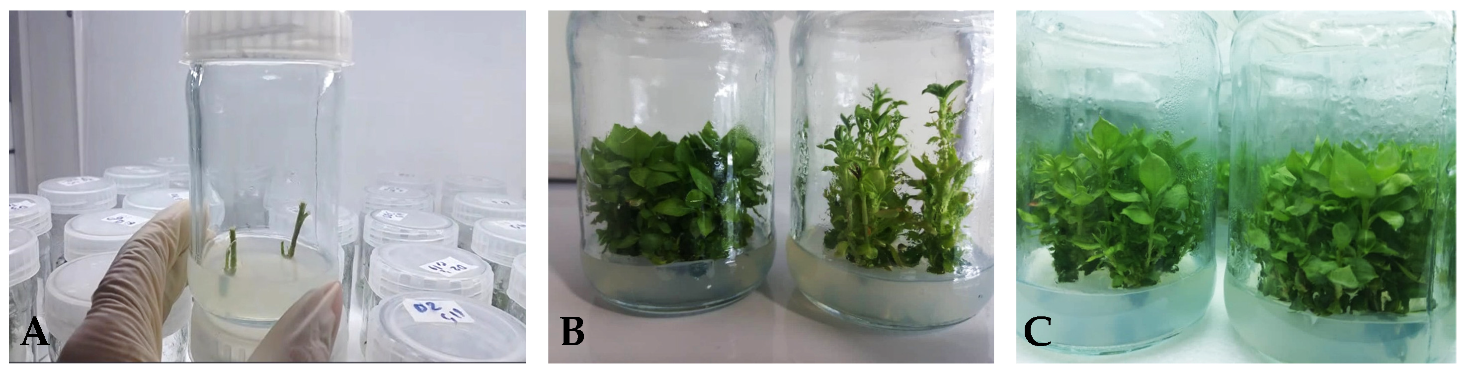 Agronomy 13 00268 g001 Agronomy 13 00268 g001