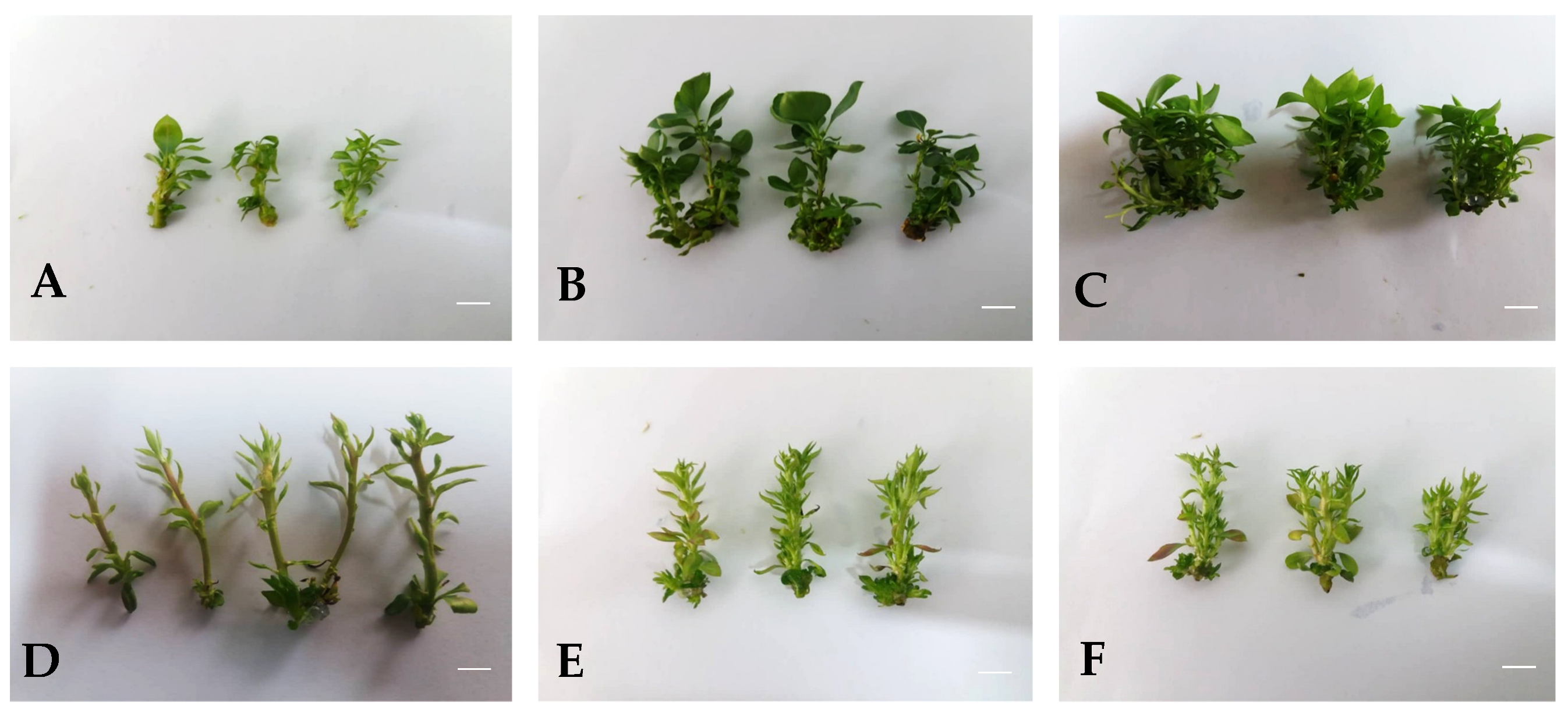 Agronomy 13 00268 g002 Agronomy 13 00268 g002