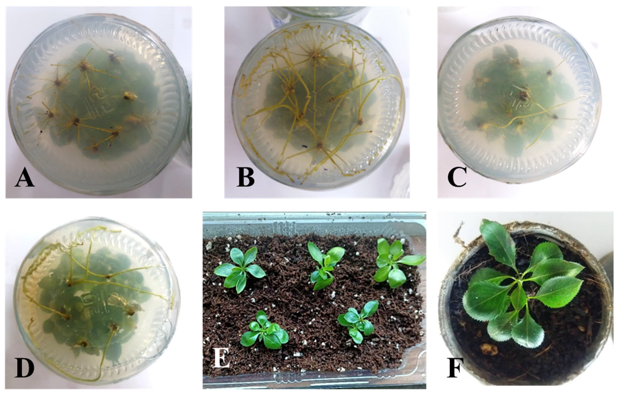Agronomy 13 00268 g003 Agronomy 13 00268 g003