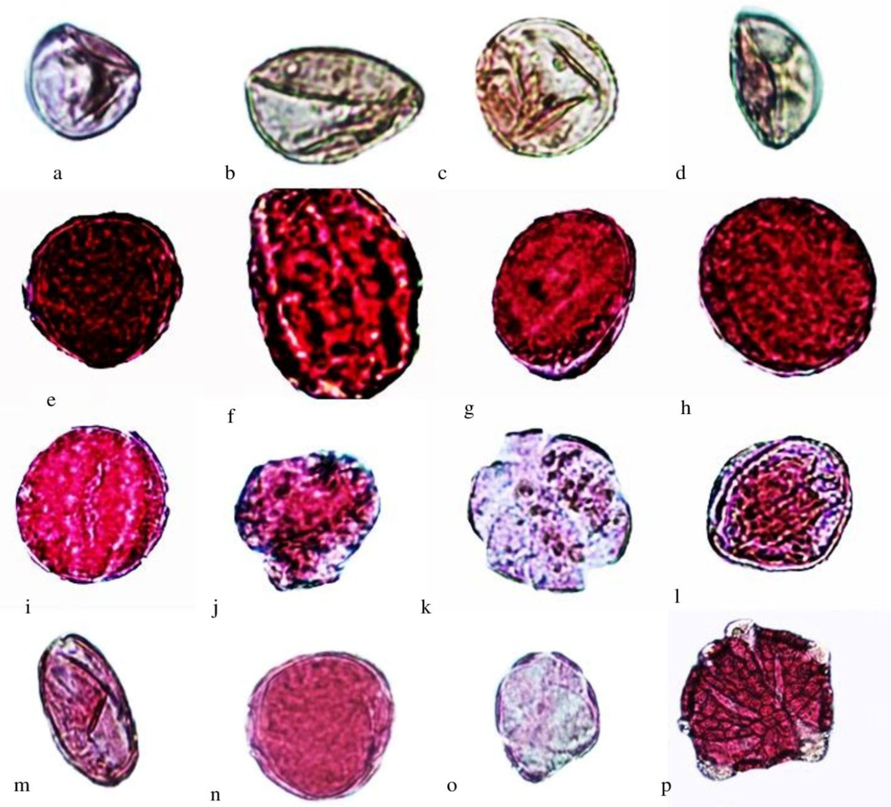 Agronomy 13 00269 g006