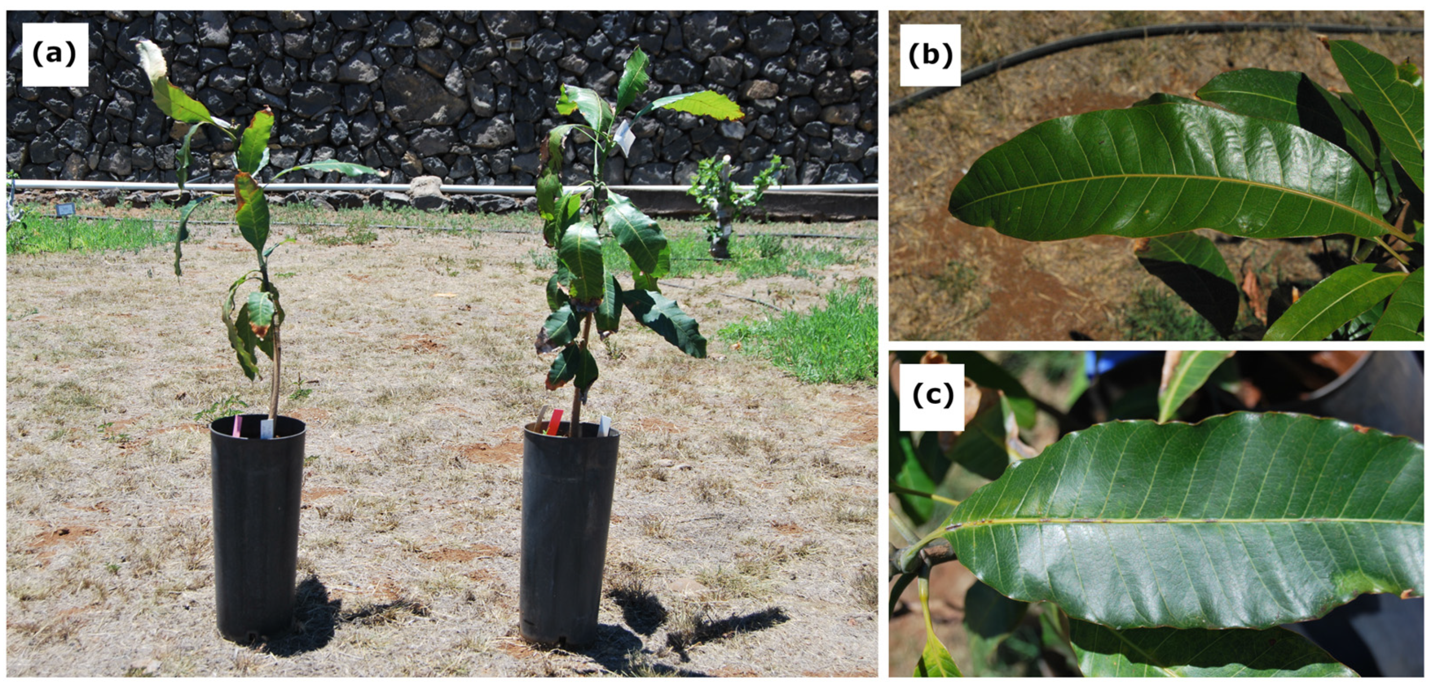 Agronomy 13 00277 g001 Agronomy 13 00277 g001