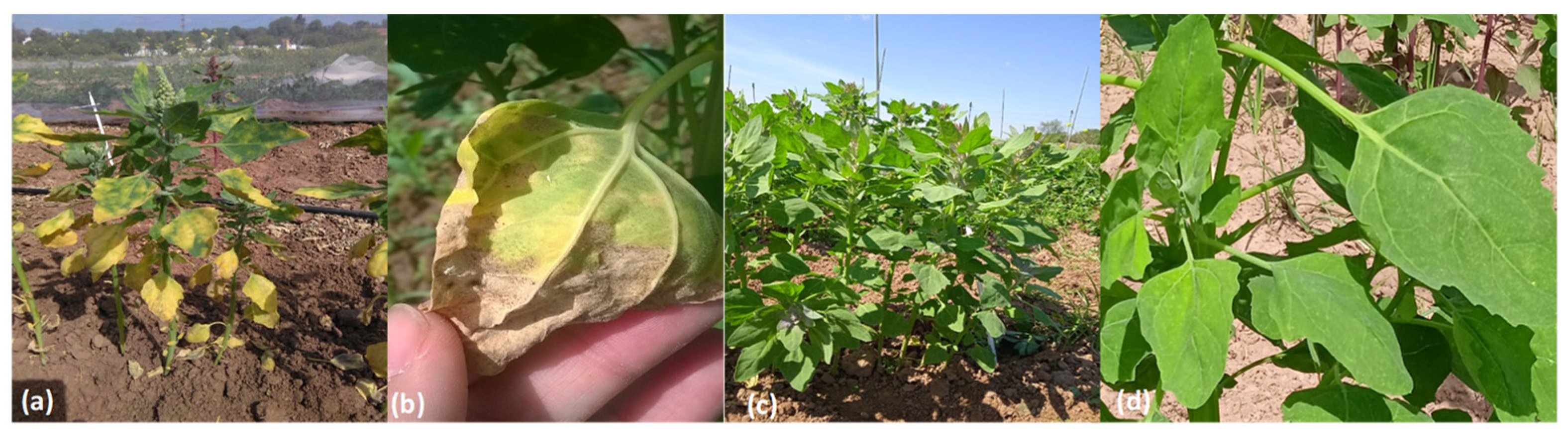 Agronomy 13 00284 g002