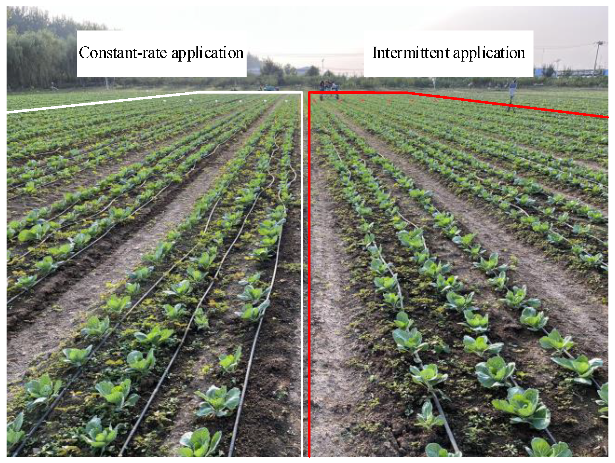 Agronomy 13 00286 g011 Agronomy 13 00286 g011