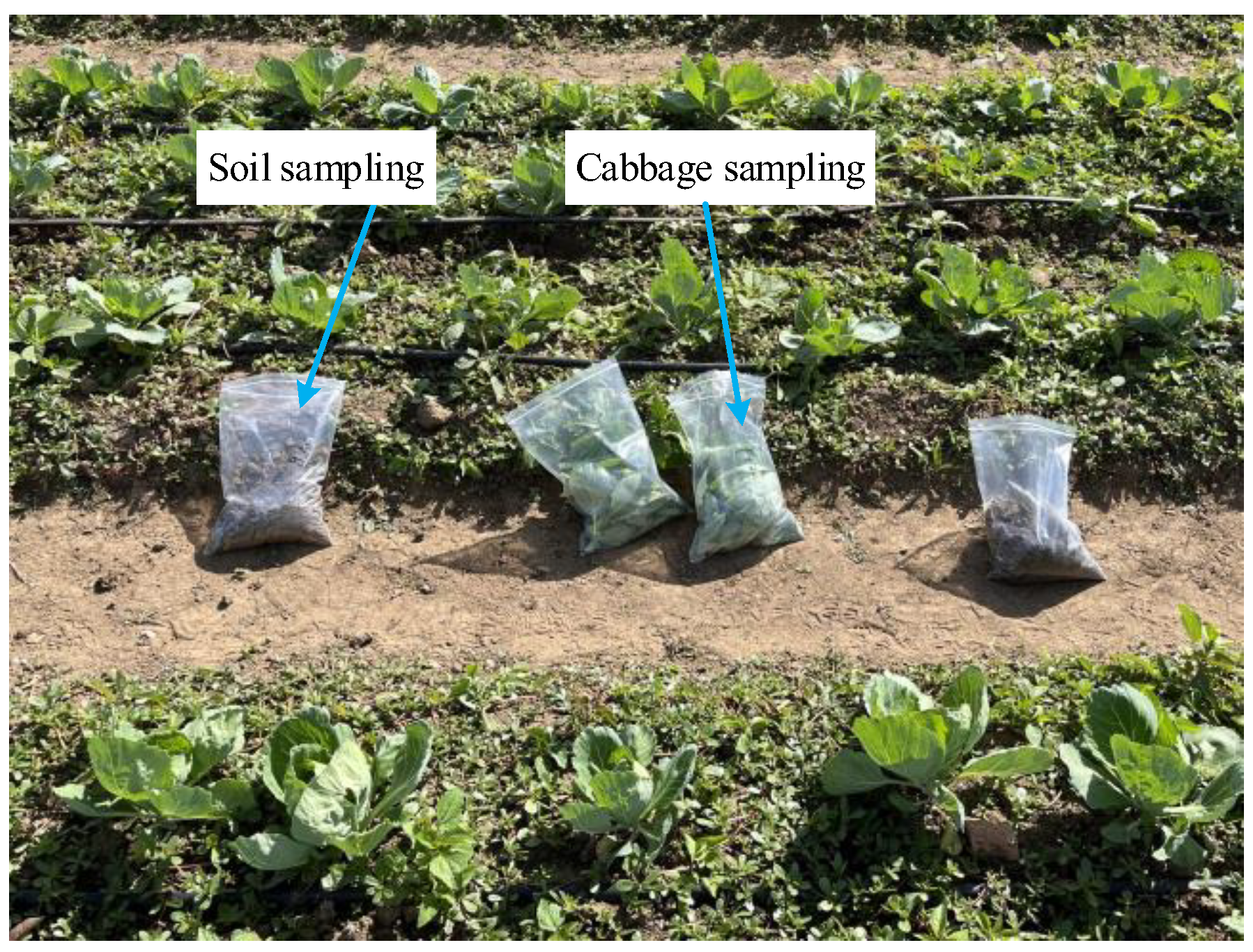 Agronomy 13 00286 g012 Agronomy 13 00286 g012