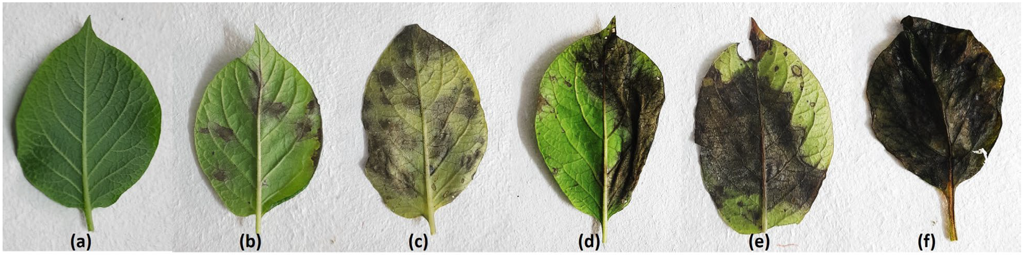 Agronomy 13 00294 g002 Agronomy 13 00294 g002