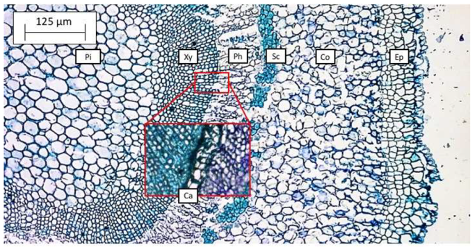 Agronomy 13 00301 g001 Agronomy 13 00301 g001
