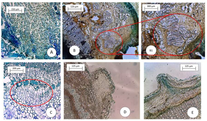 Agronomy 13 00301 g002 Agronomy 13 00301 g002