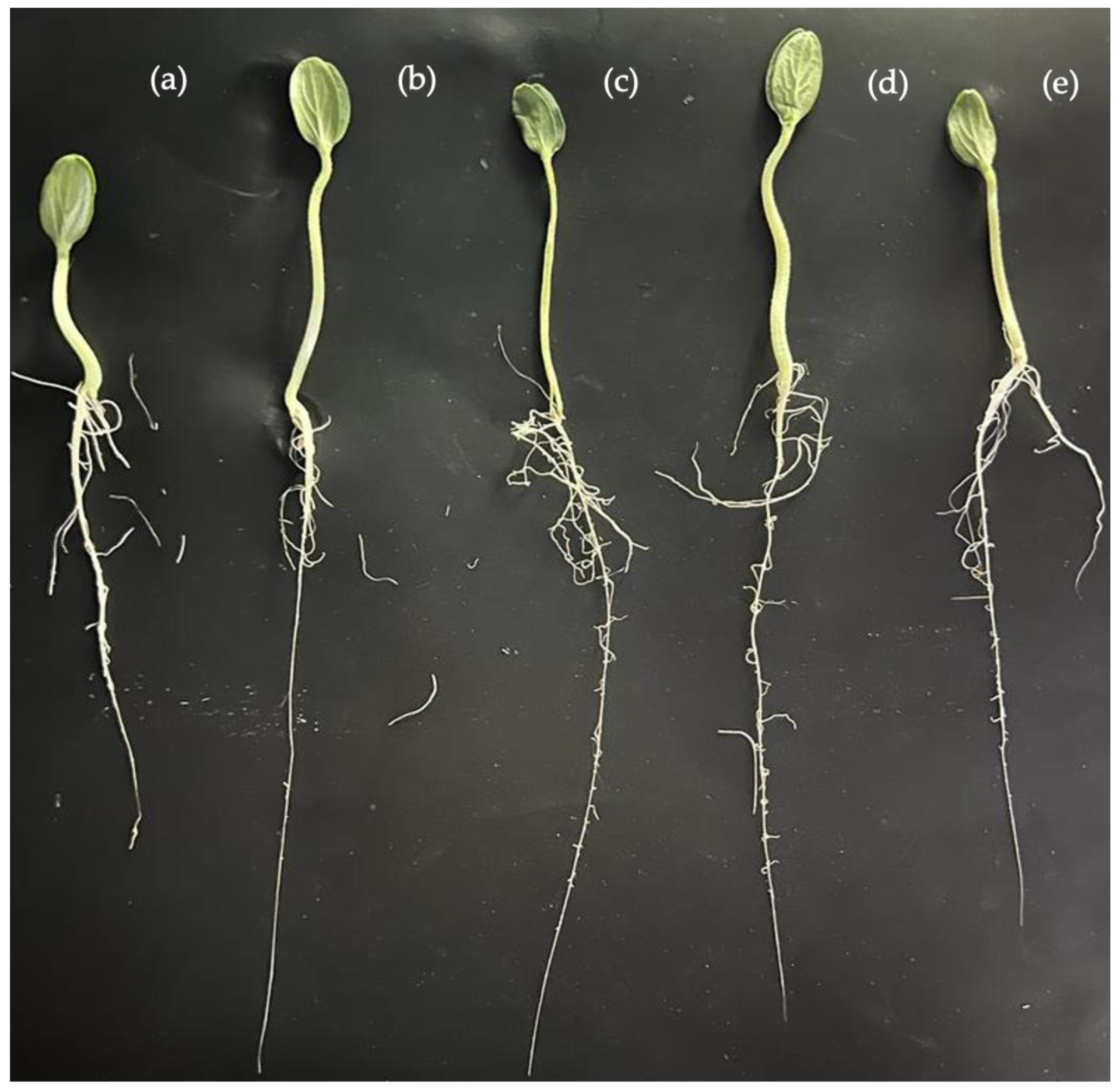Agronomy 13 00315 g001 Agronomy 13 00315 g001