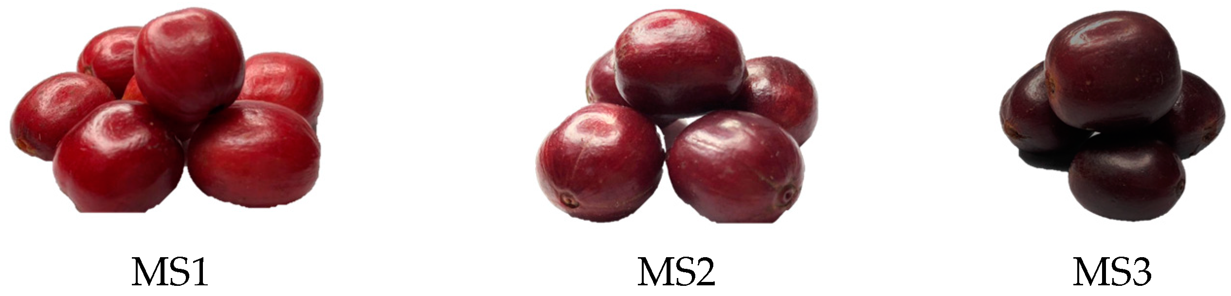 Agronomy 13 00341 g001