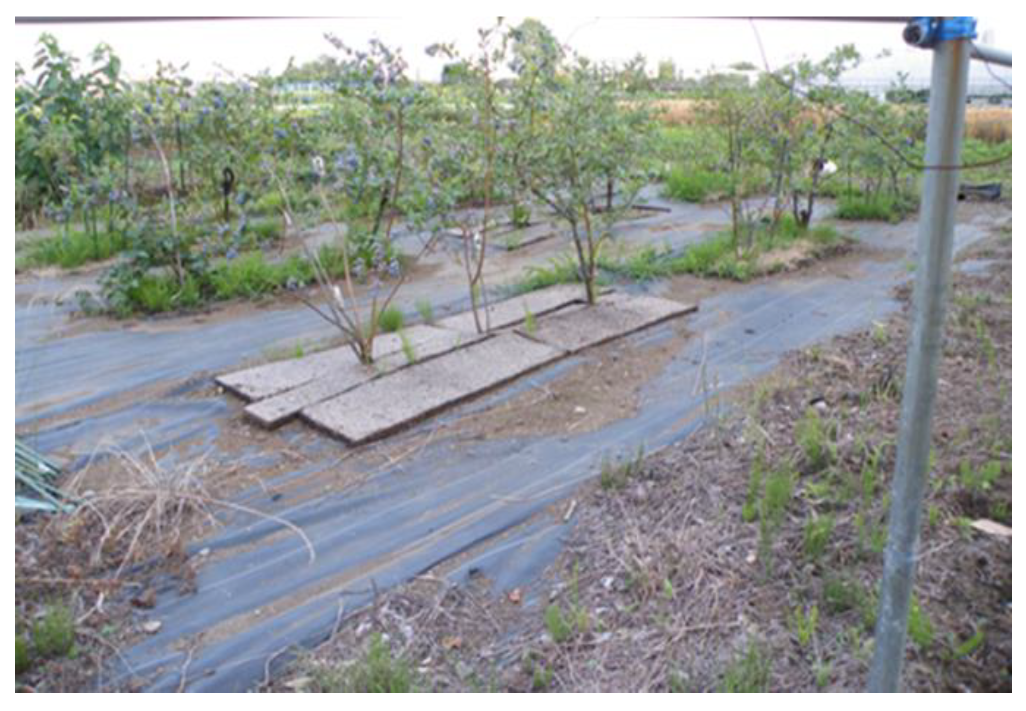 Agronomy 13 00351 g001 Agronomy 13 00351 g001