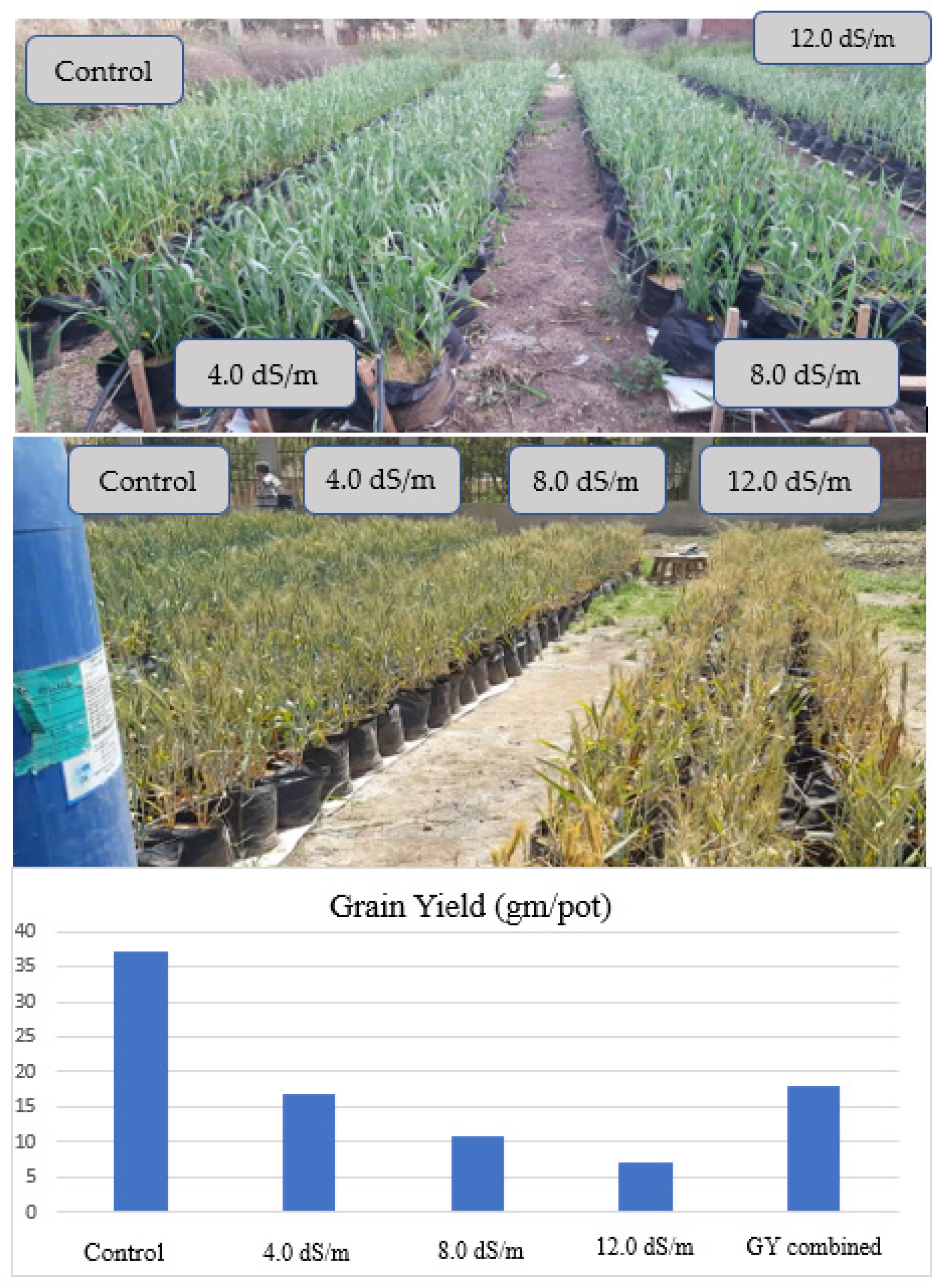 Agronomy 13 00353 g003
