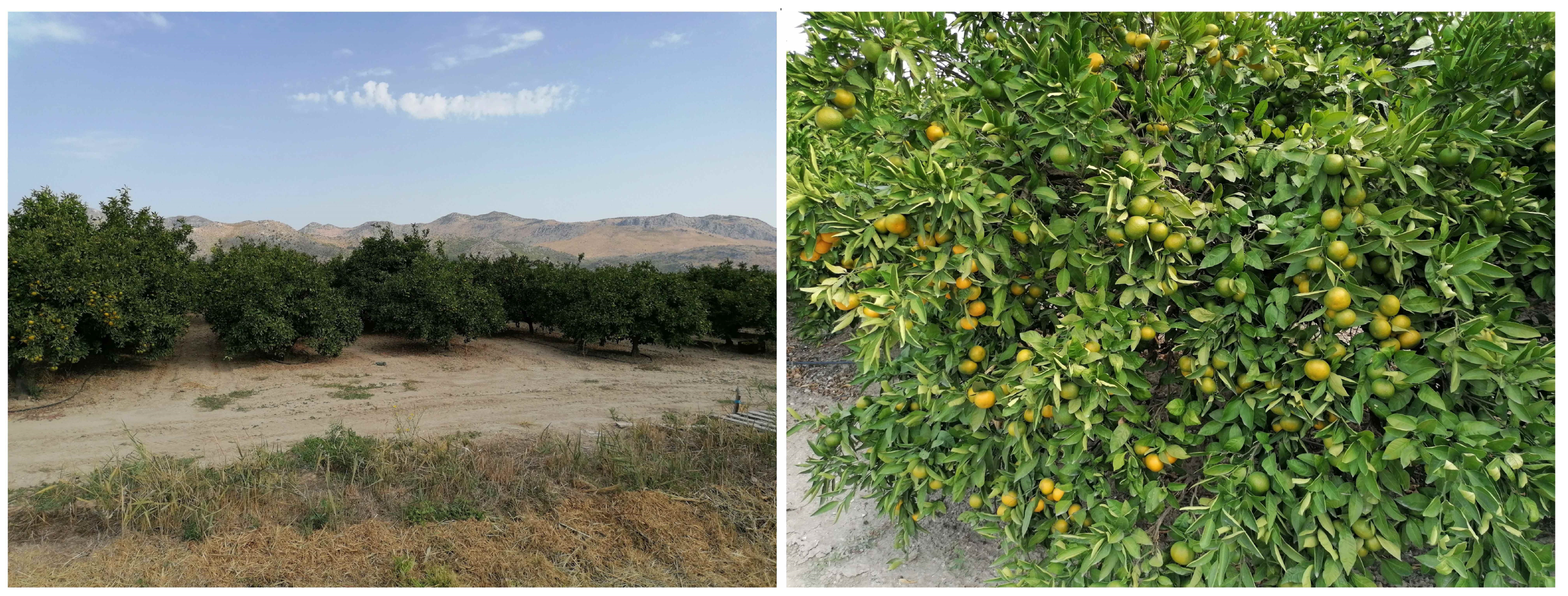 Agronomy 13 00362 g002