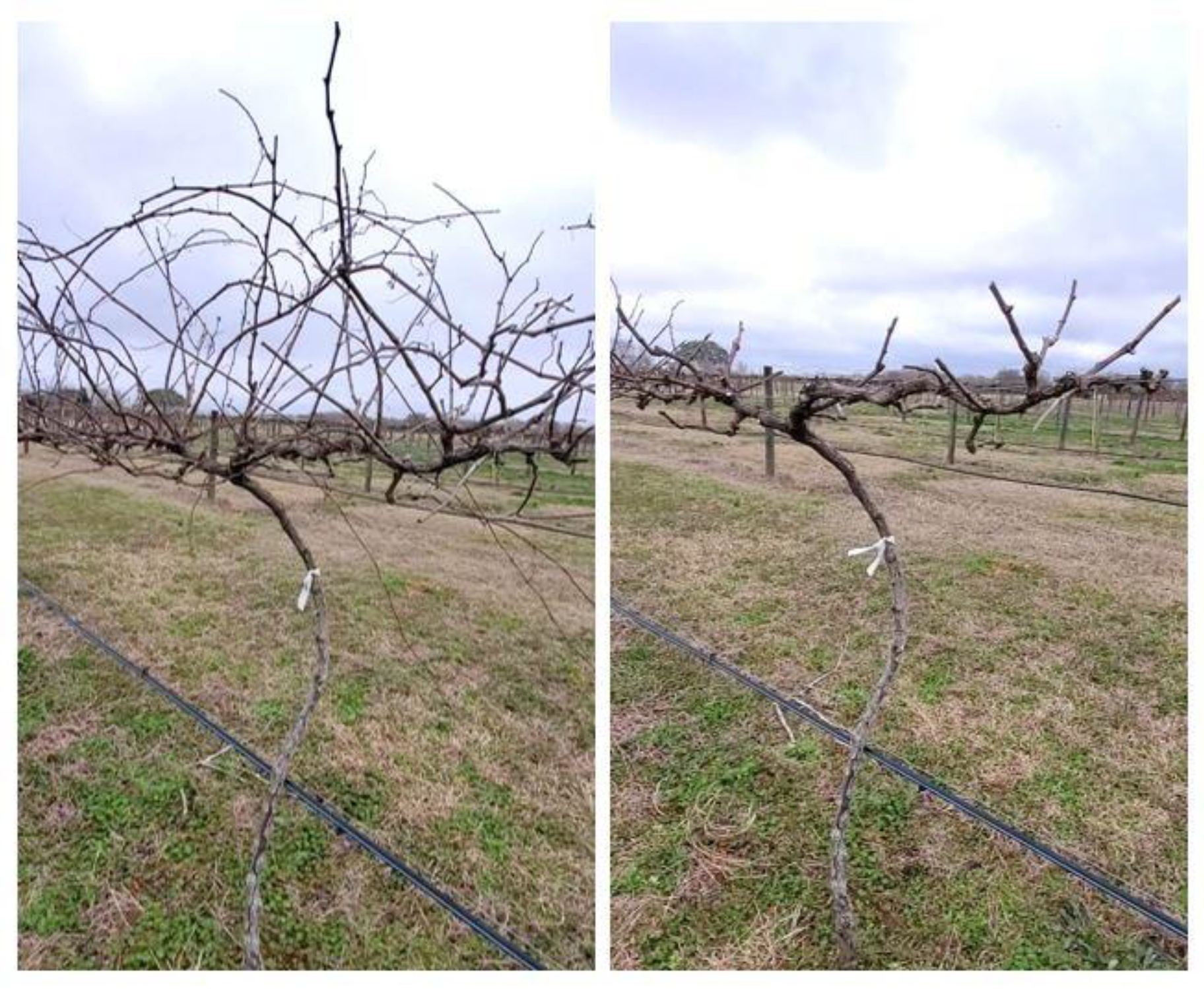 Agronomy 13 00368 g001