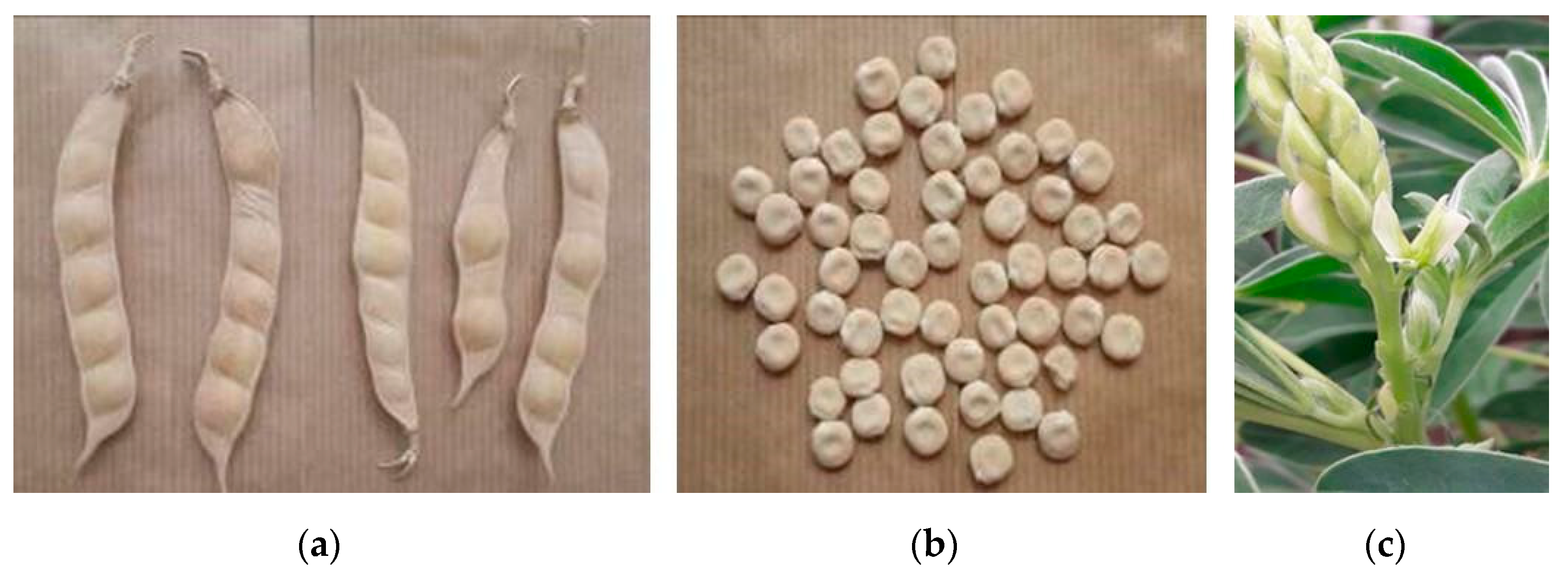 Agronomy 13 00370 g001