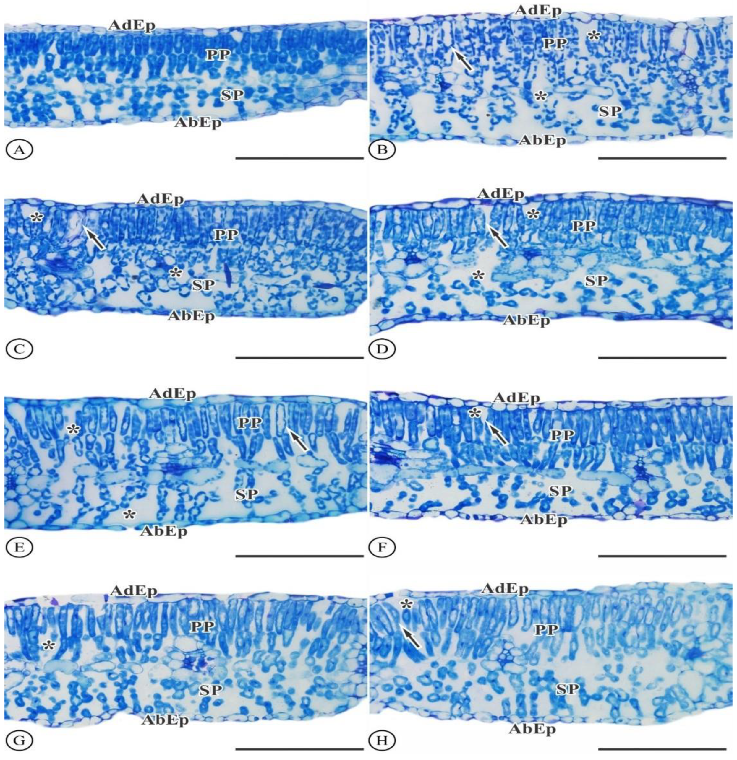 Agronomy 13 00382 g002 Agronomy 13 00382 g002