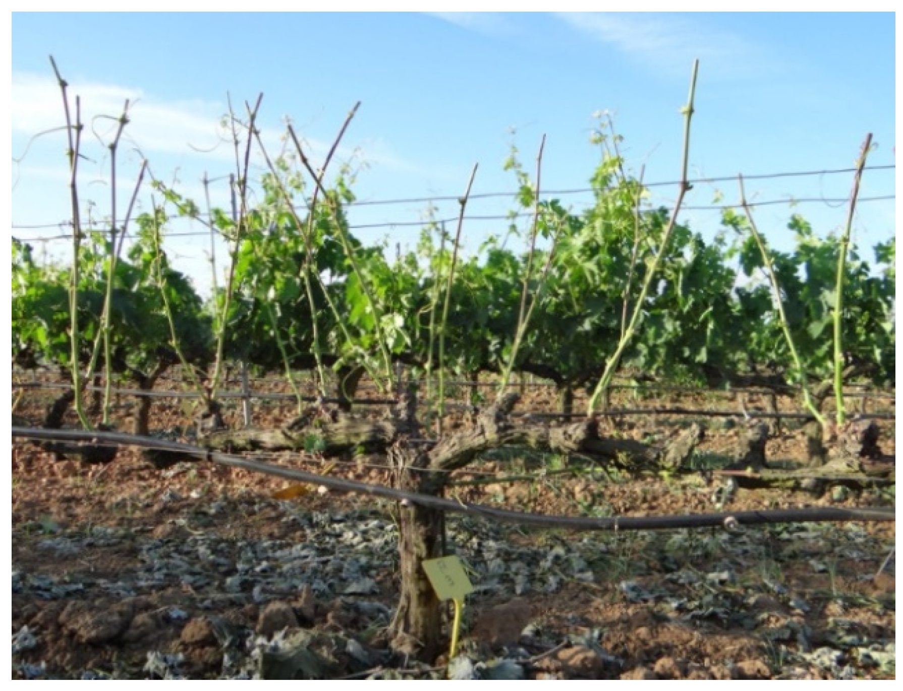 Agronomy 13 00395 g001 Agronomy 13 00395 g001