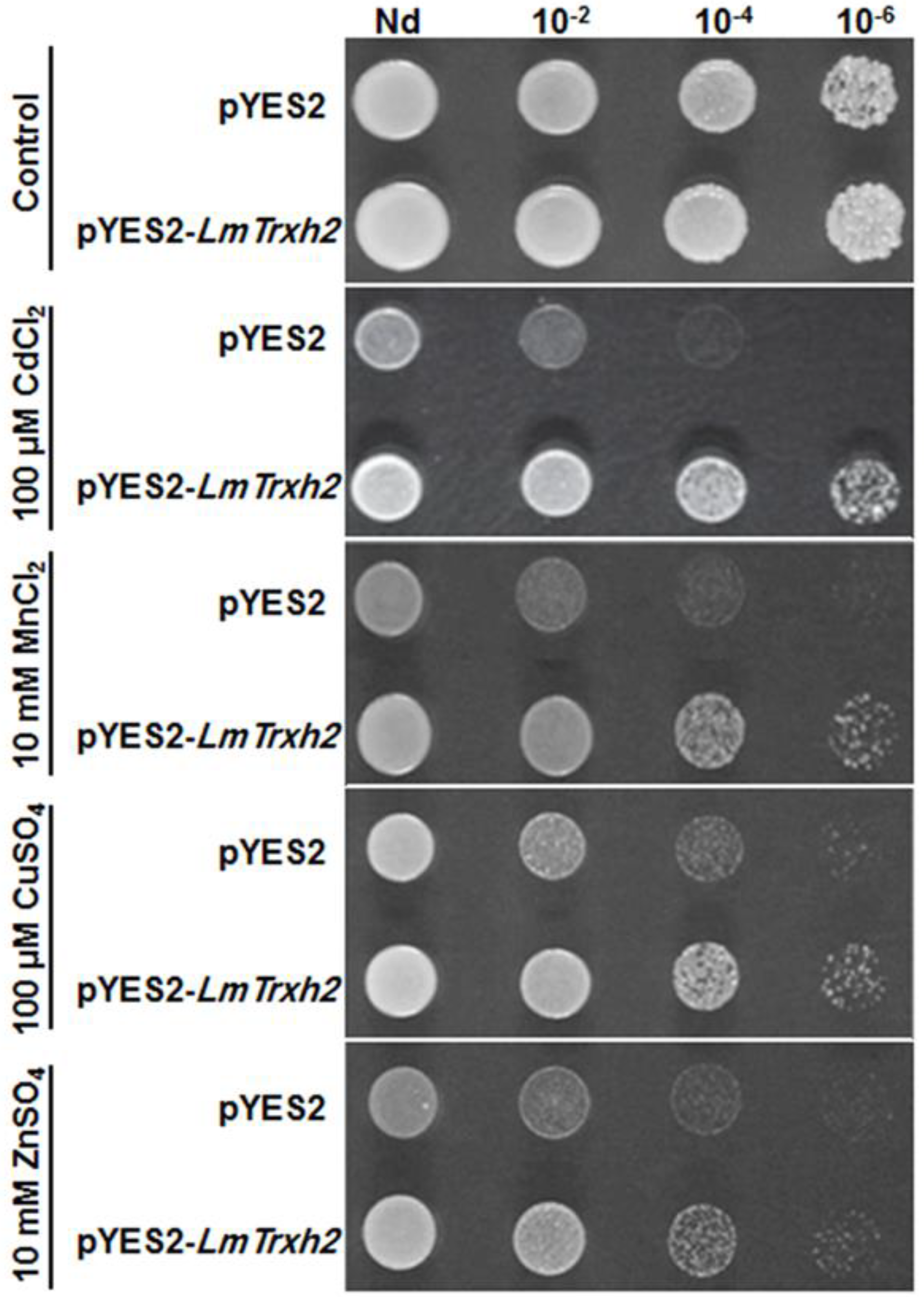 Agronomy 13 00399 g002 Agronomy 13 00399 g002