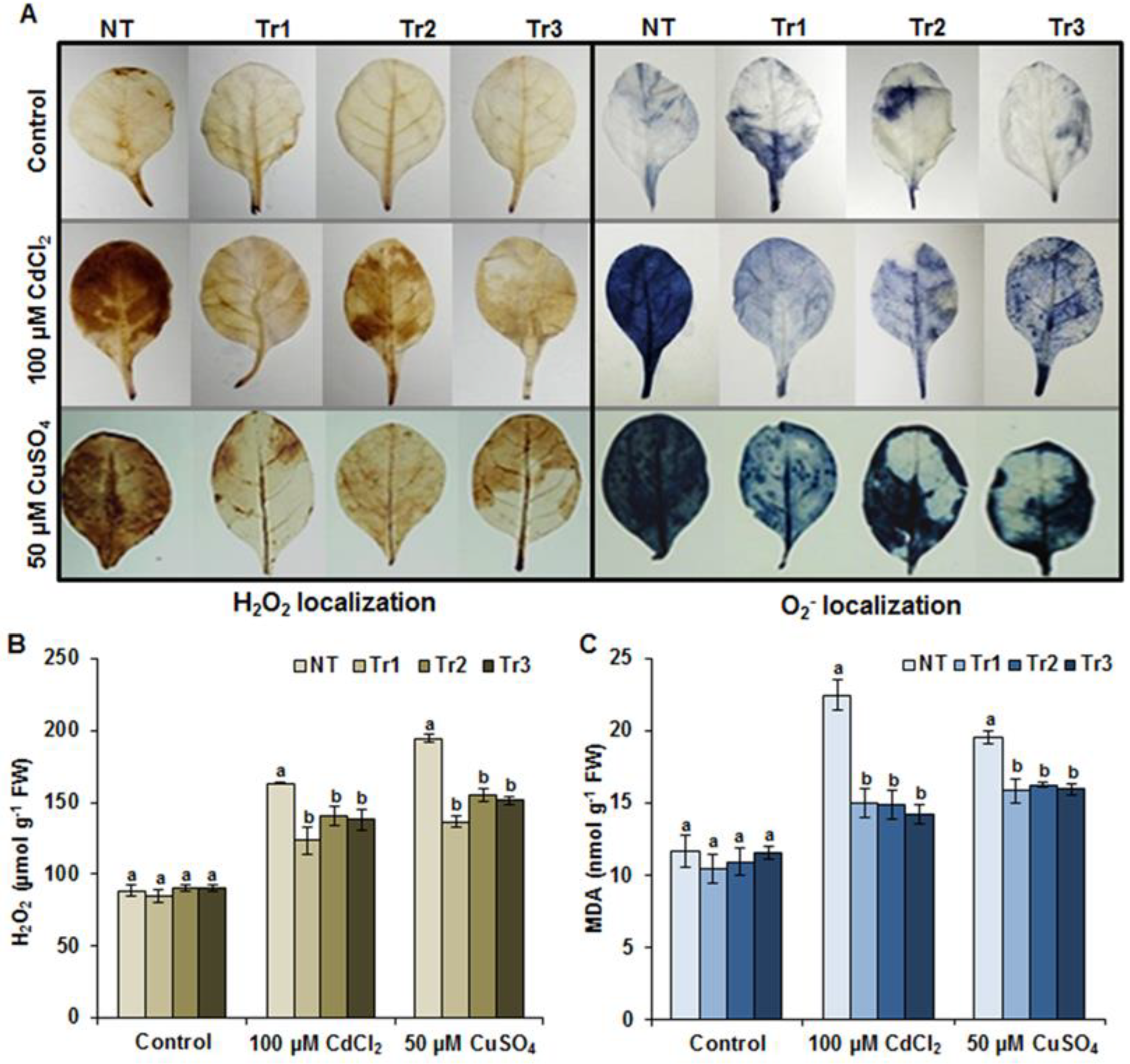 Agronomy 13 00399 g006 Agronomy 13 00399 g006