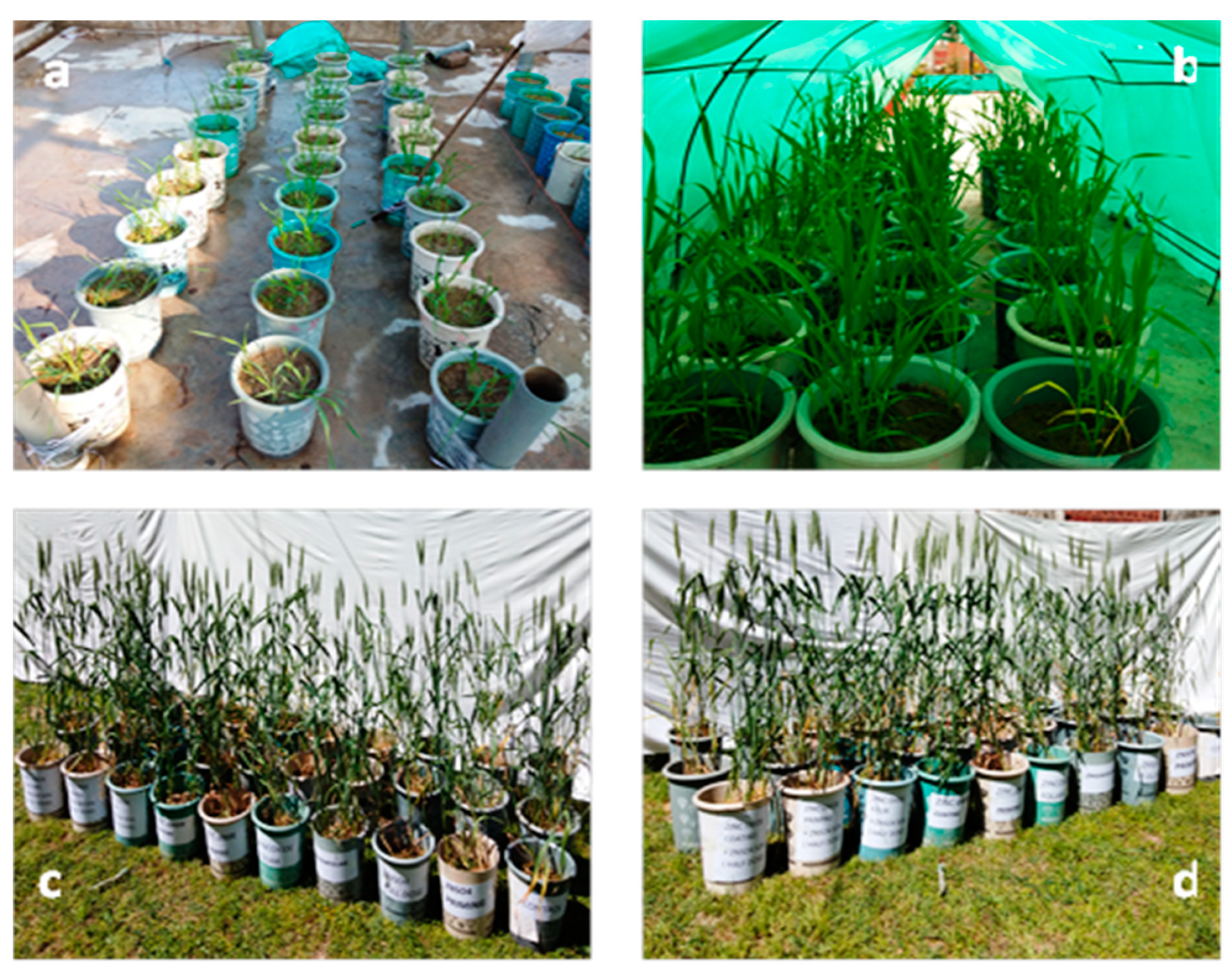 Agronomy 13 00400 g003 Agronomy 13 00400 g003