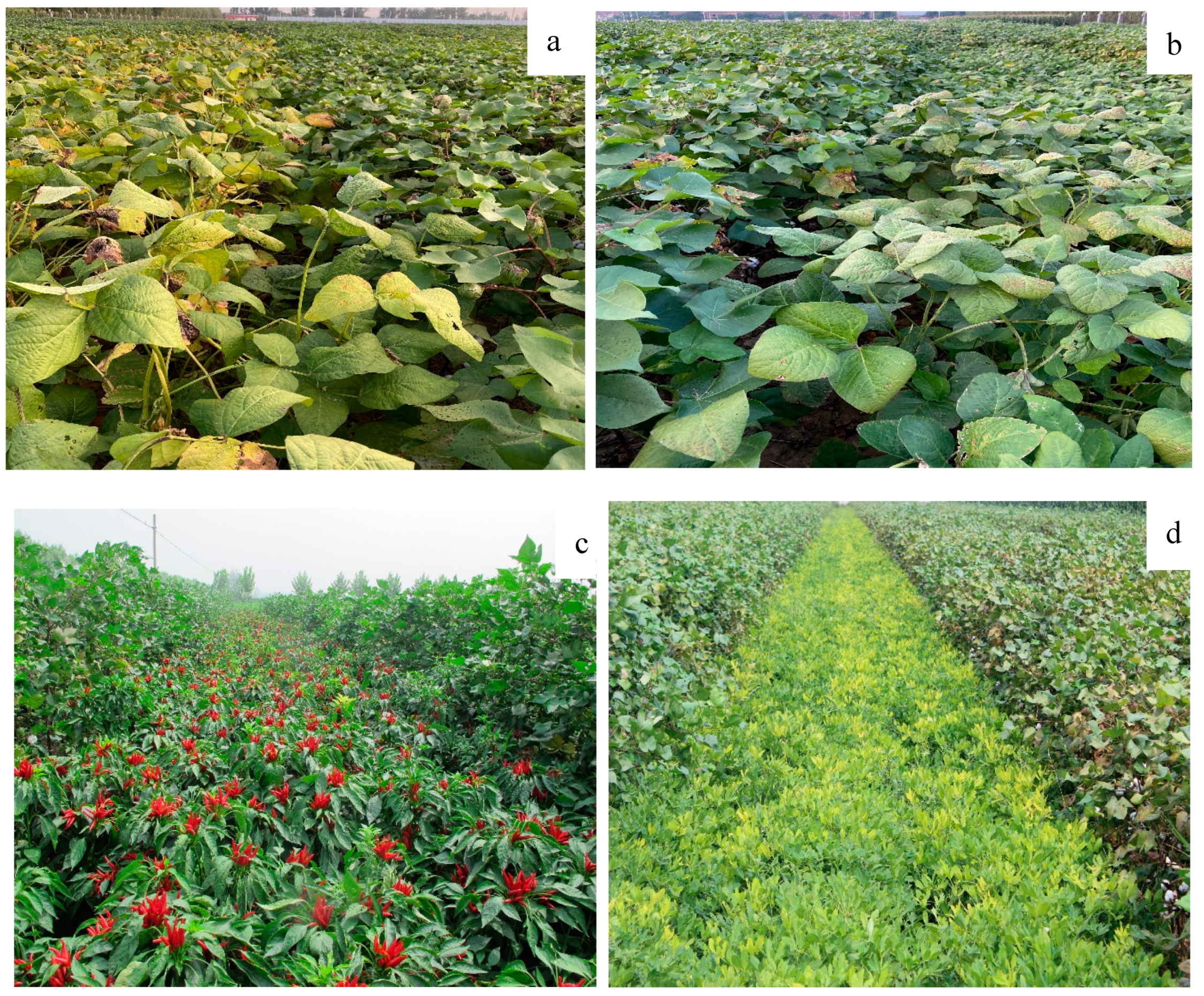 Cotton-Based Rotation, Intercropping, and Alternate