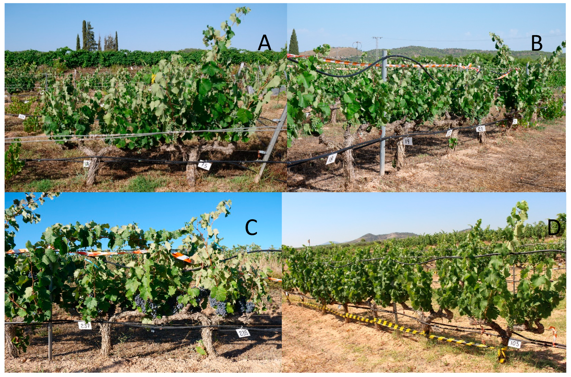 Agronomy 13 00433 g001 Agronomy 13 00433 g001