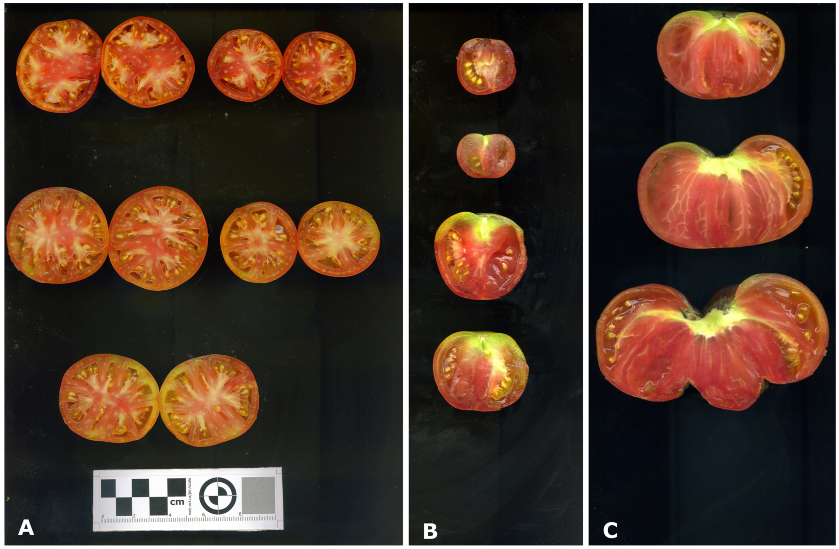 Agronomy 13 00434 g001
