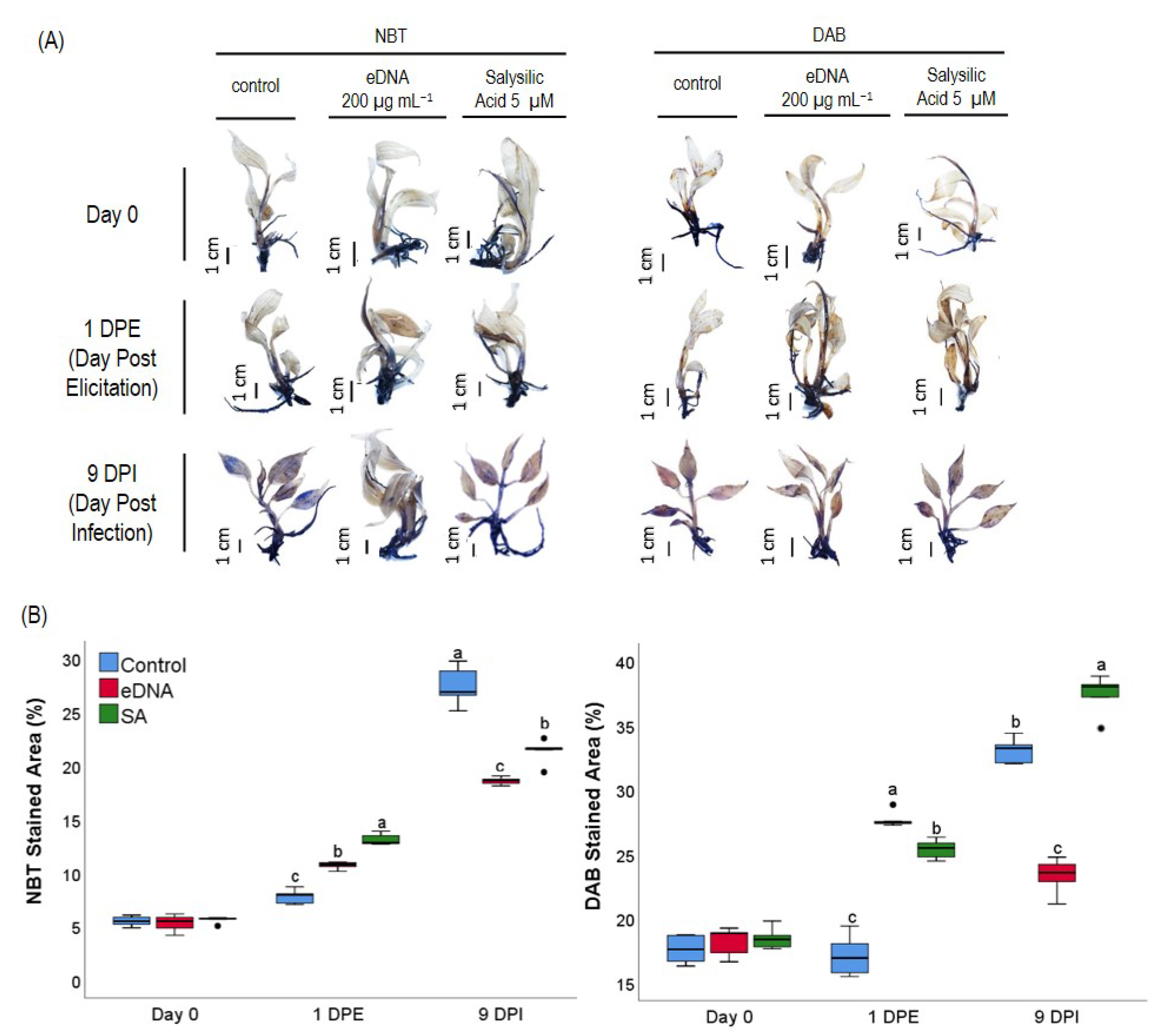Agronomy 13 00441 g003 Agronomy 13 00441 g003