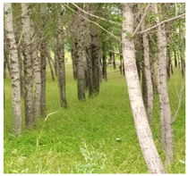 Agronomy 13 00449 i003