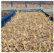 Agronomy 13 00449 i004