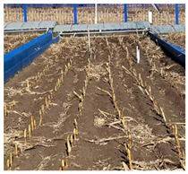 Agronomy 13 00449 i005