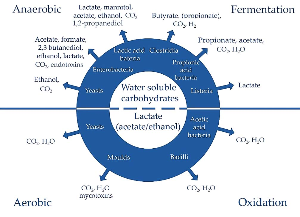 Agronomy 13 00450 g001 Agronomy 13 00450 g001