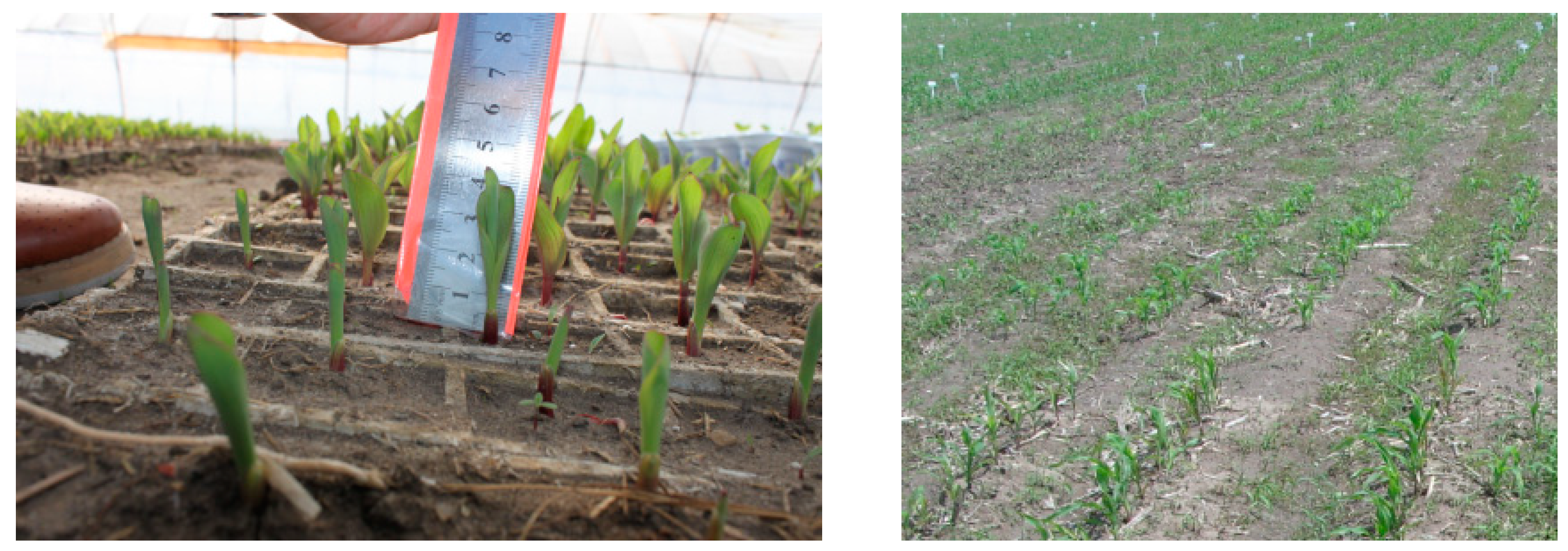 Agronomy 13 00453 g005