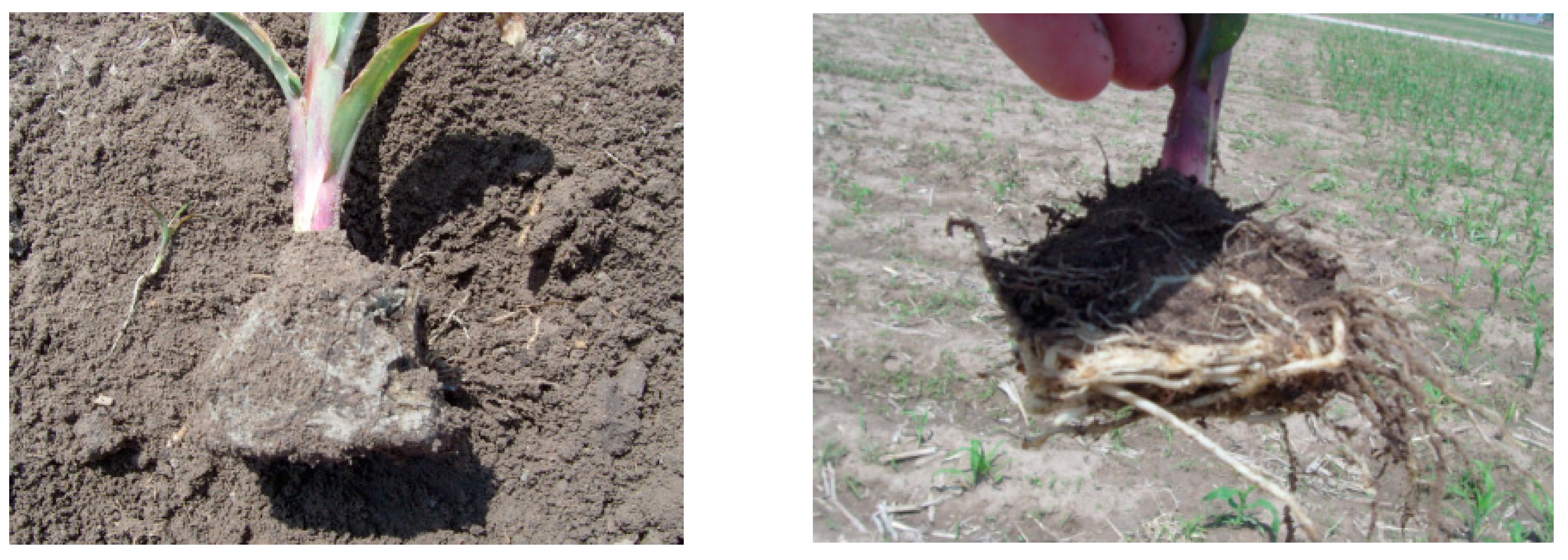 Agronomy 13 00453 g010